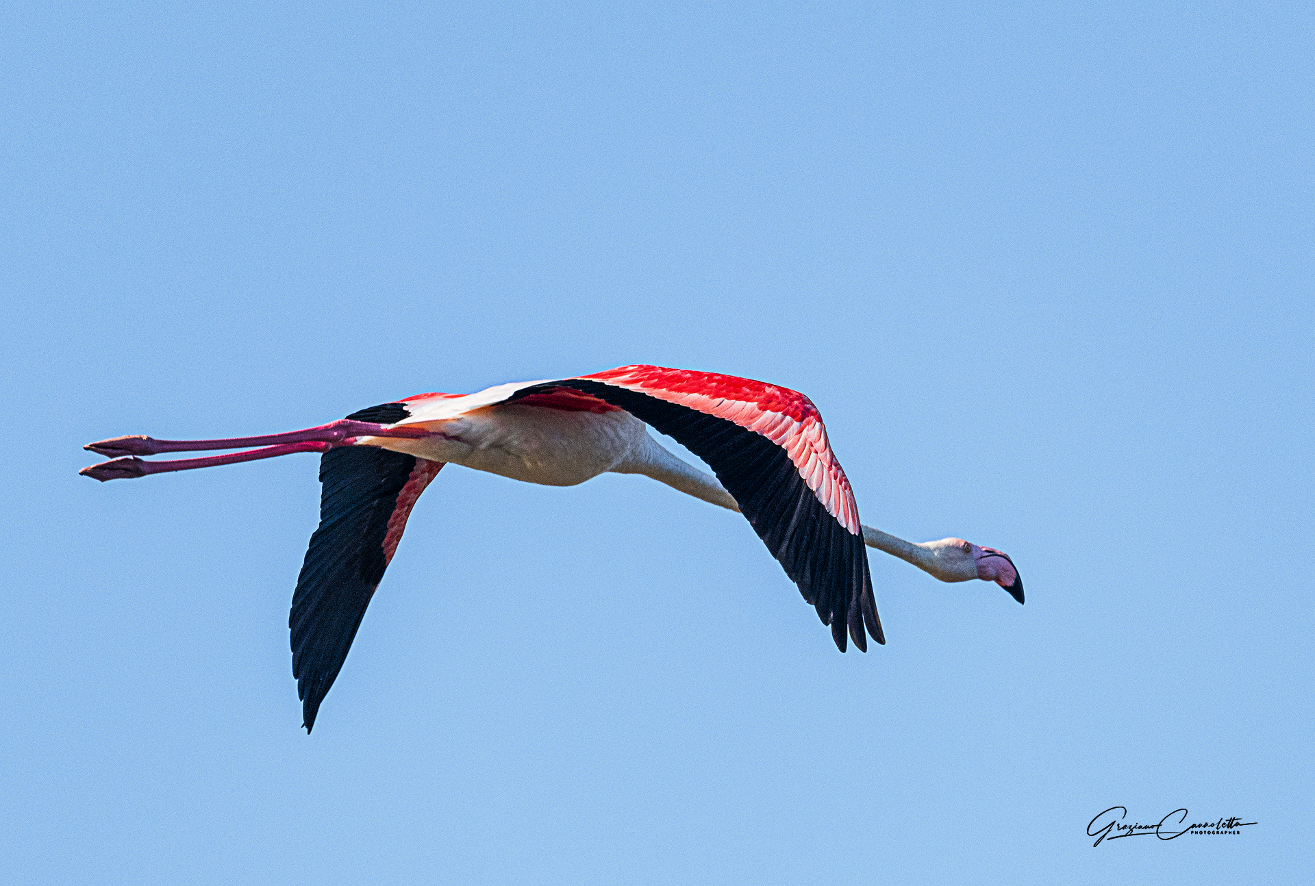 Fenicottero rosa in volo
