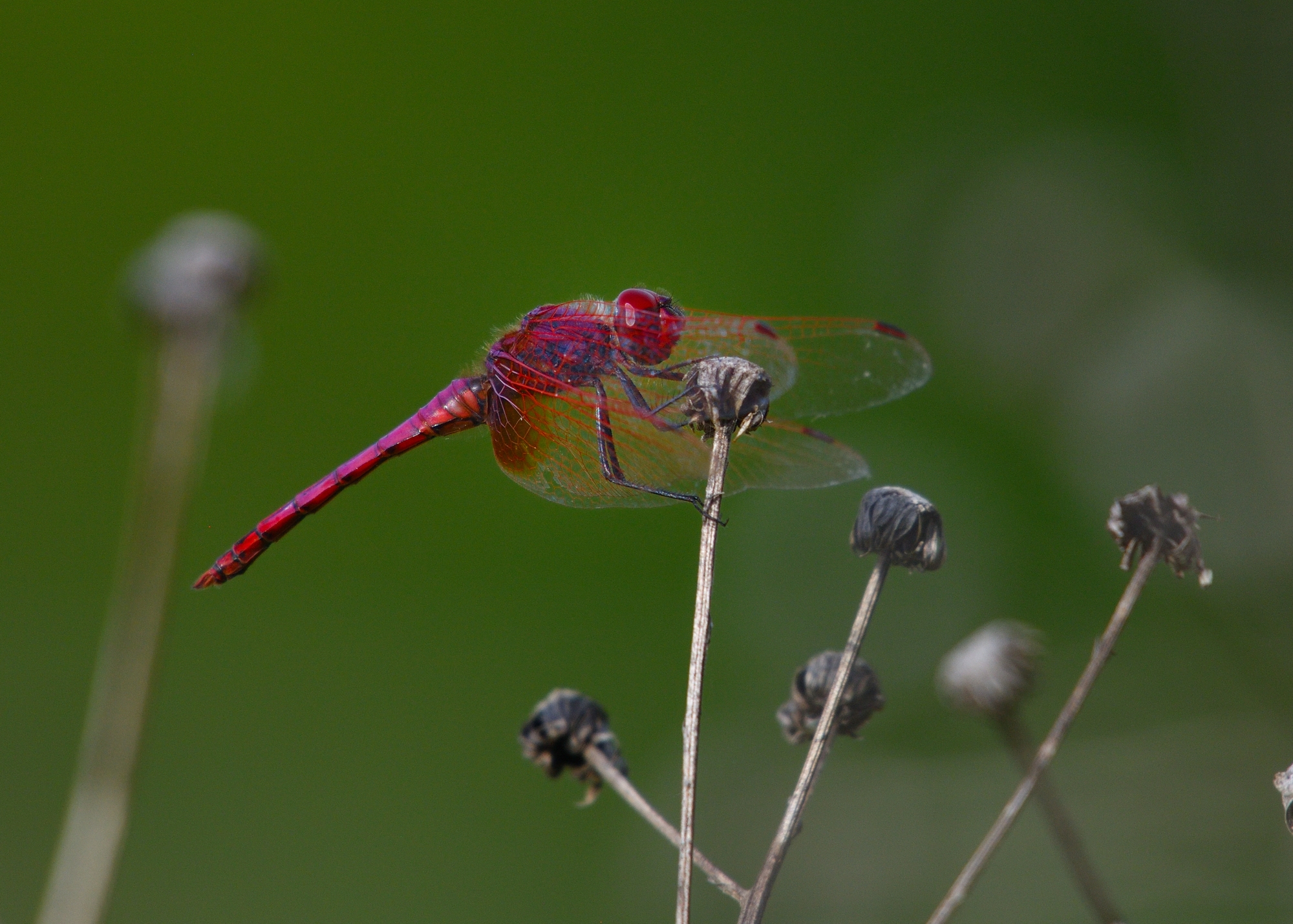 Trithemis annulata