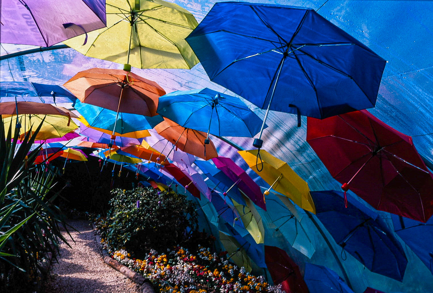 Umbrellas