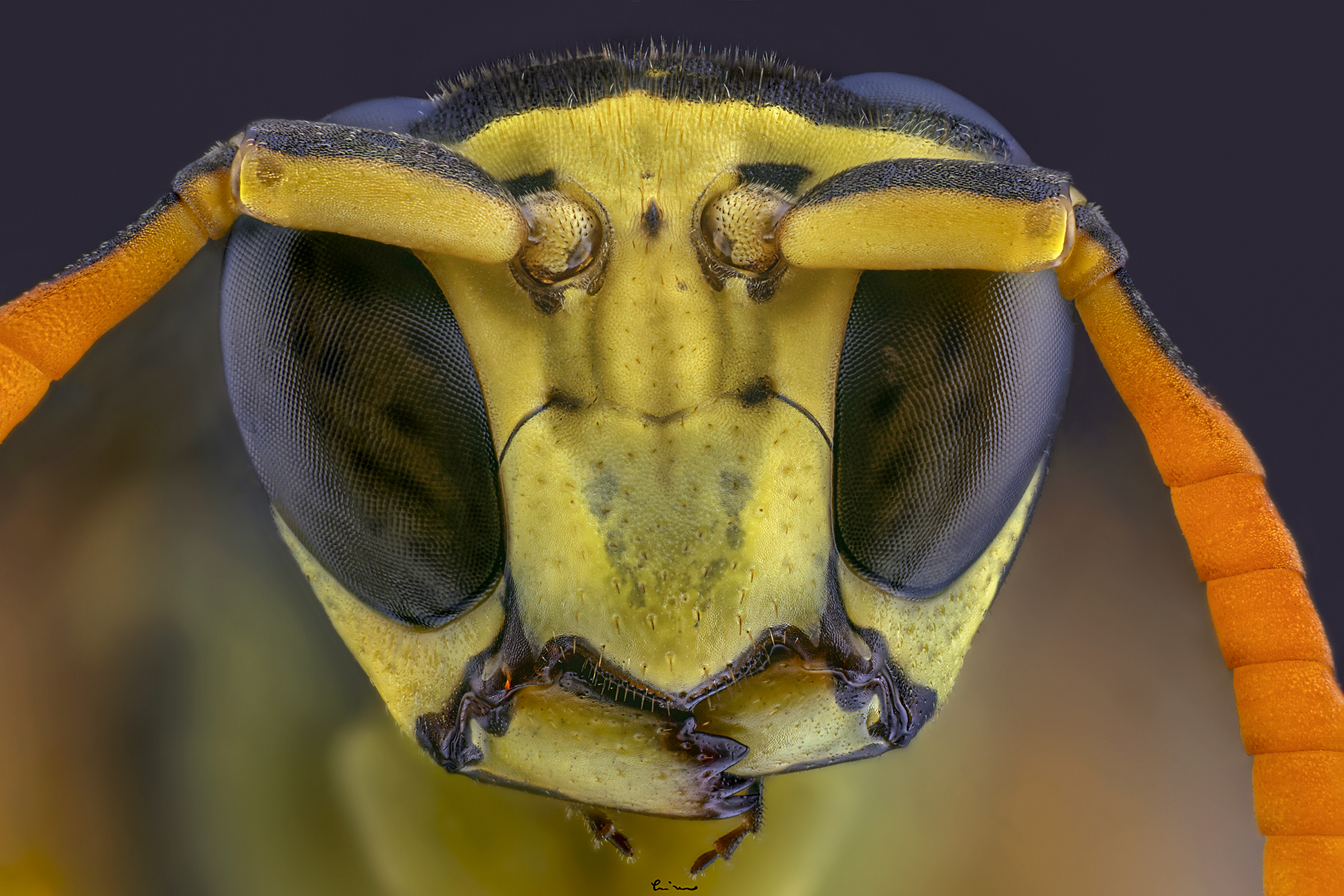 Vespula