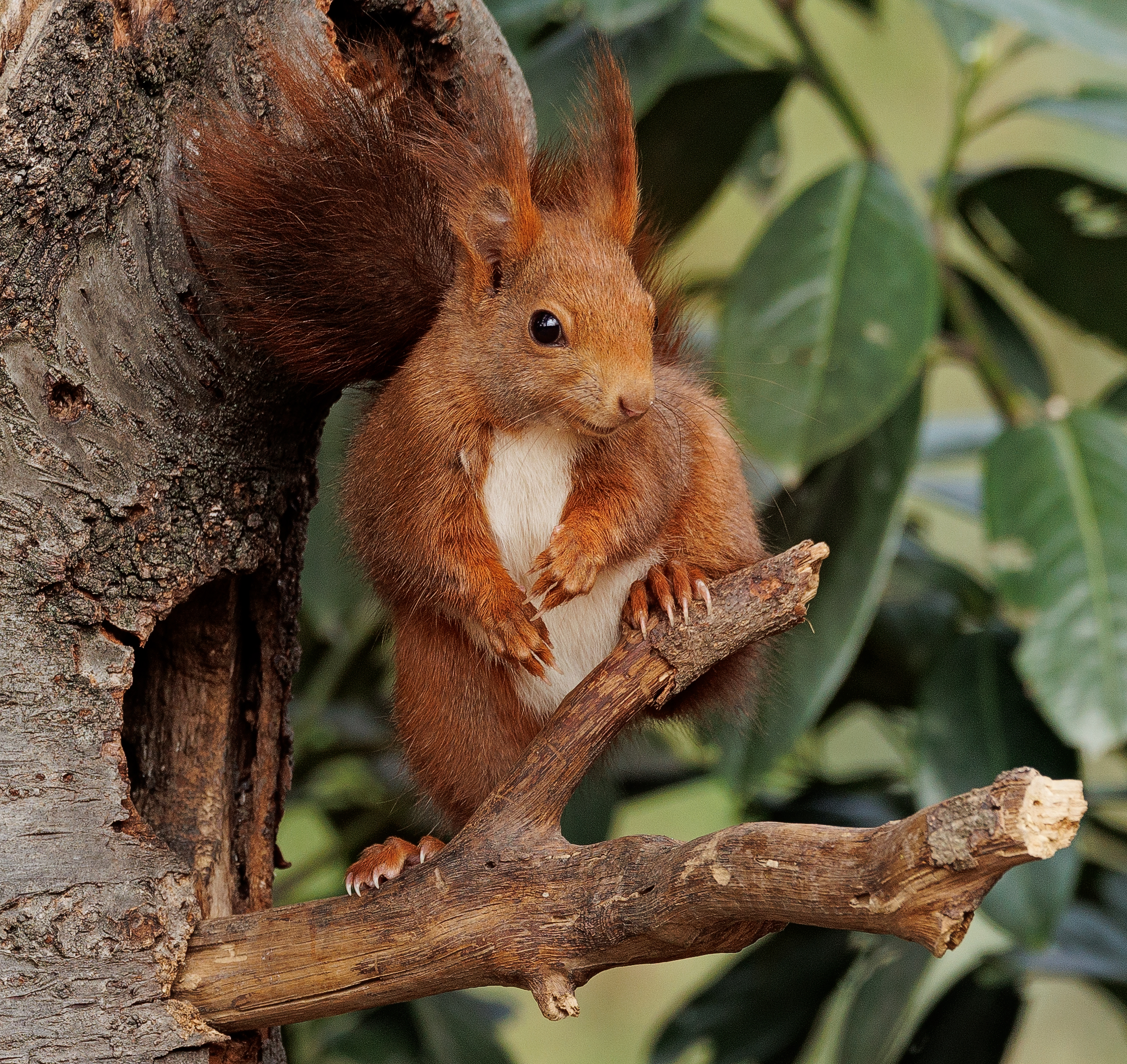 Squirrel