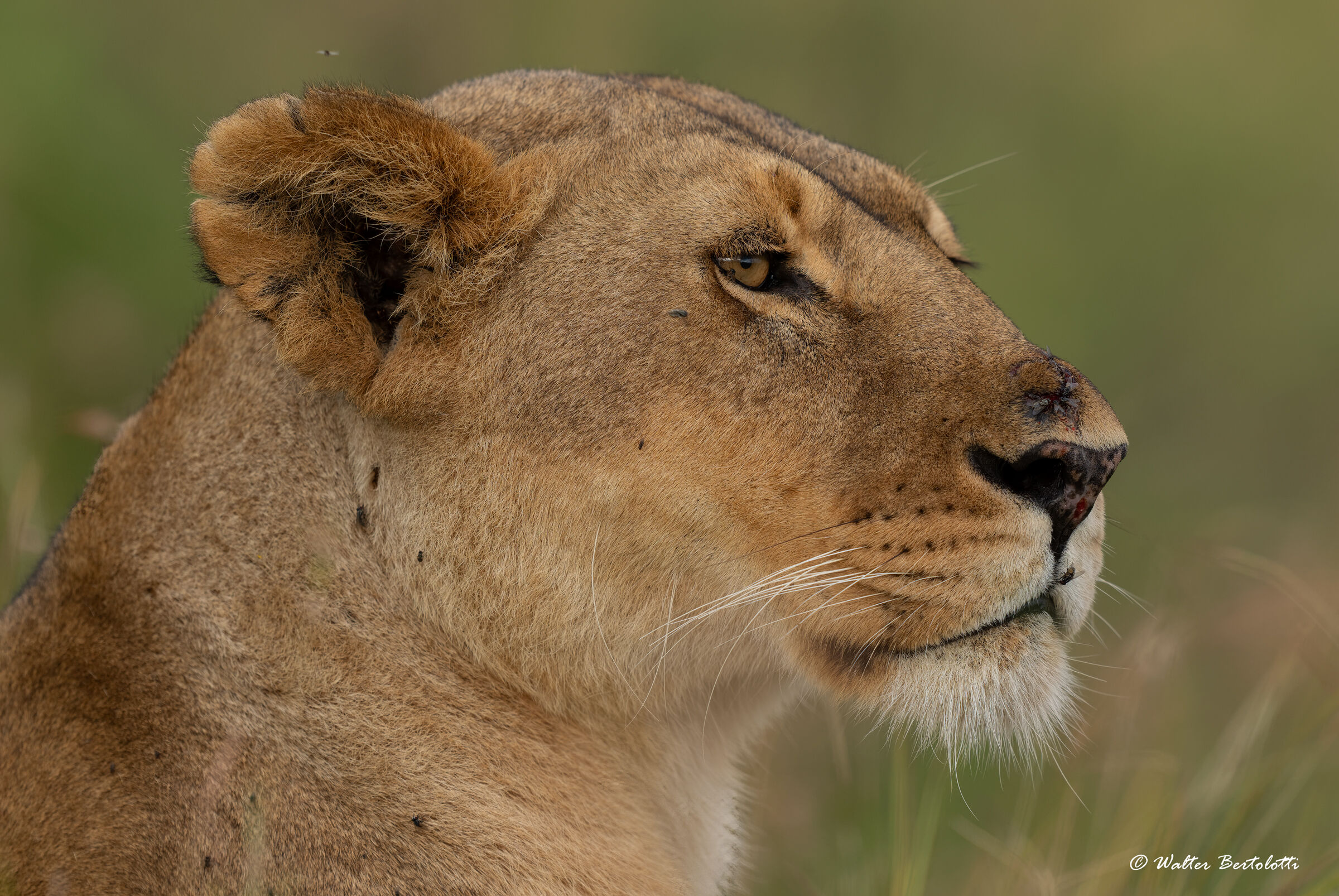 ritratto di una regina