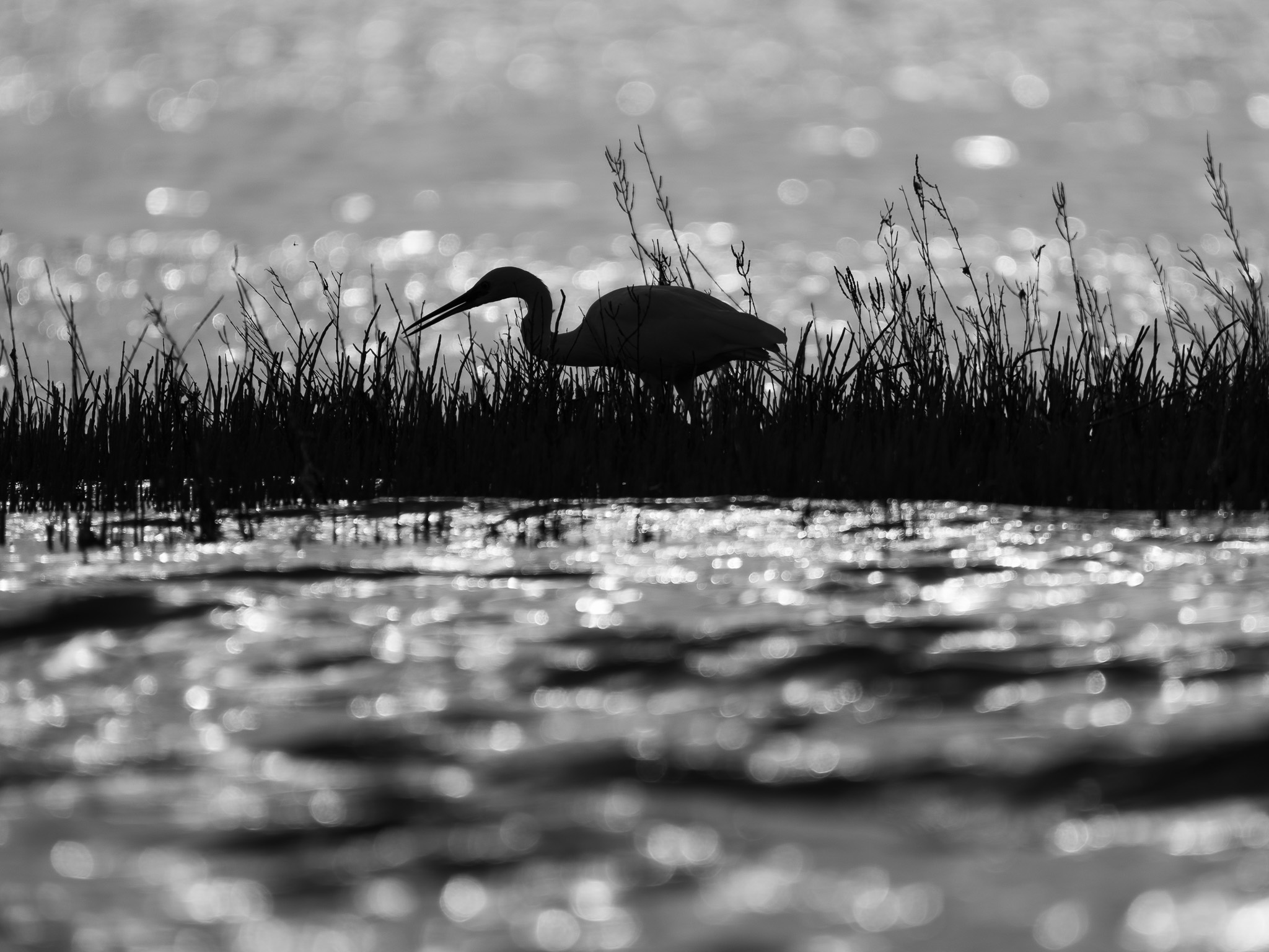Silhouette di Garzetta