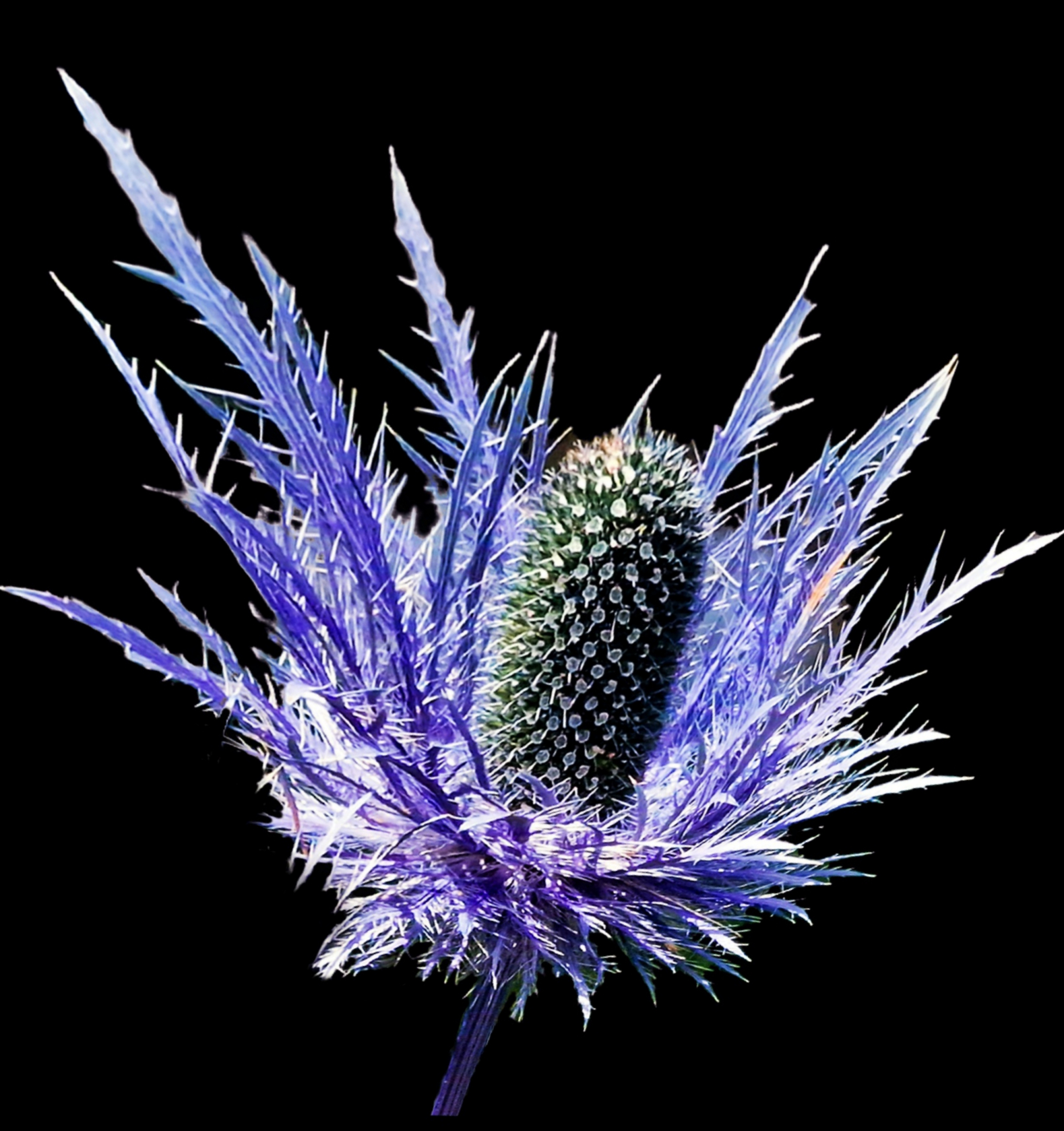 Eryngium alpinum... la regina delle alpi