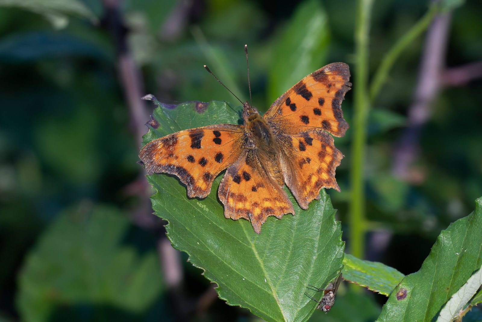Polygonia sp.