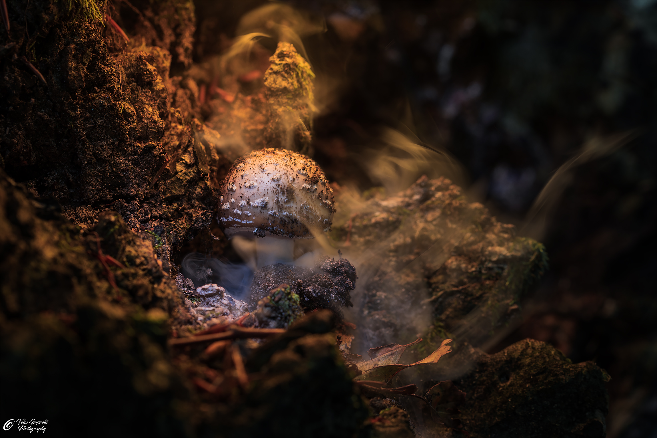 Amanita between lights and vapors