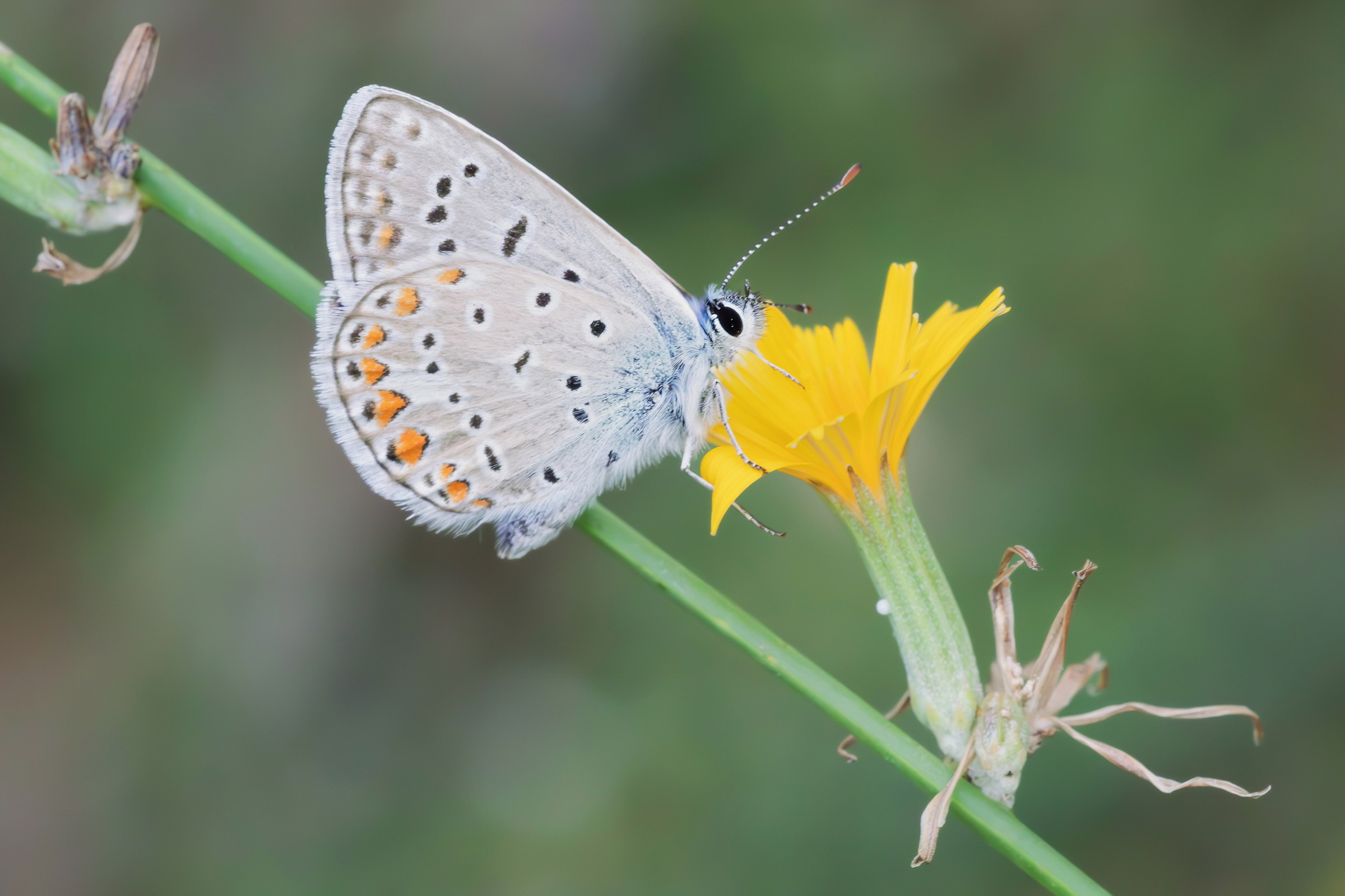 Polyommatus icarus