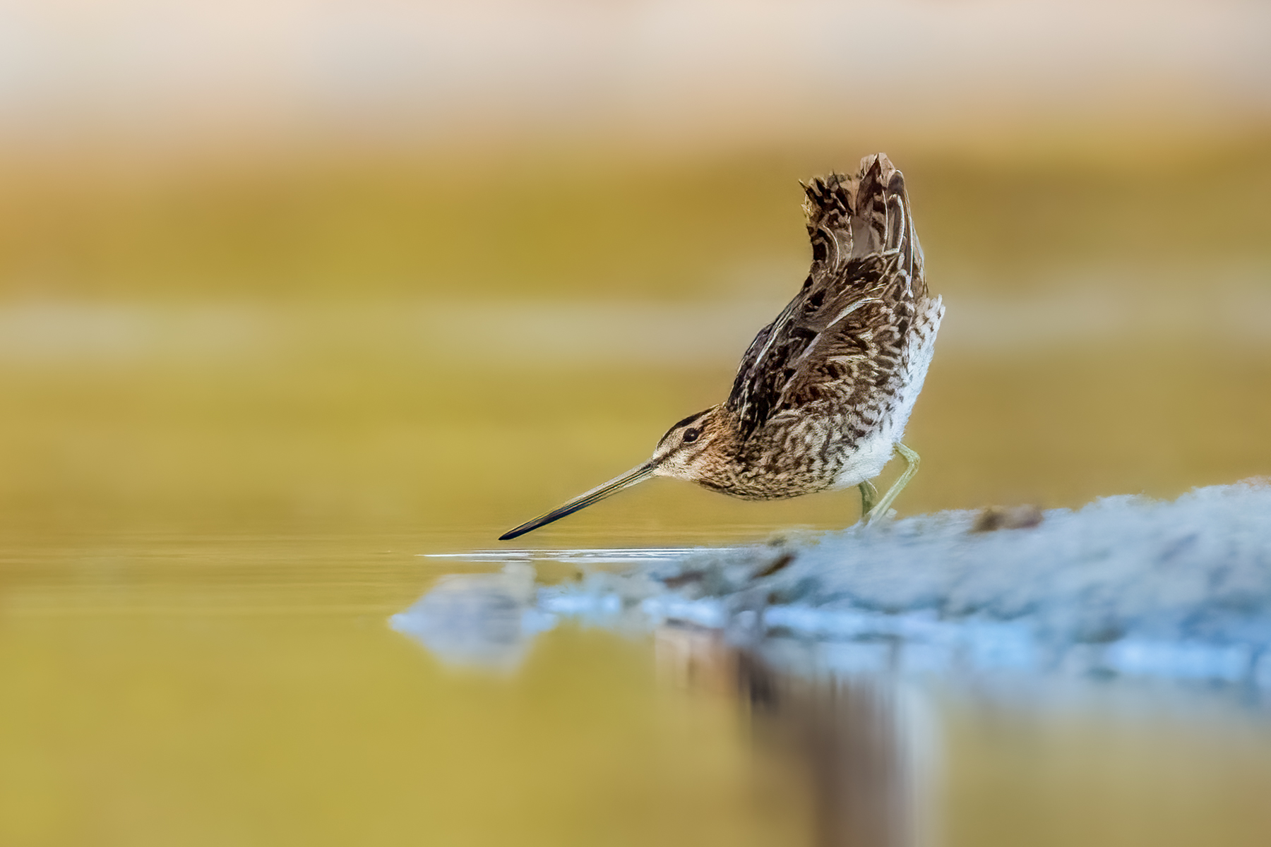 Beccaccino (Gallinago gallinago)