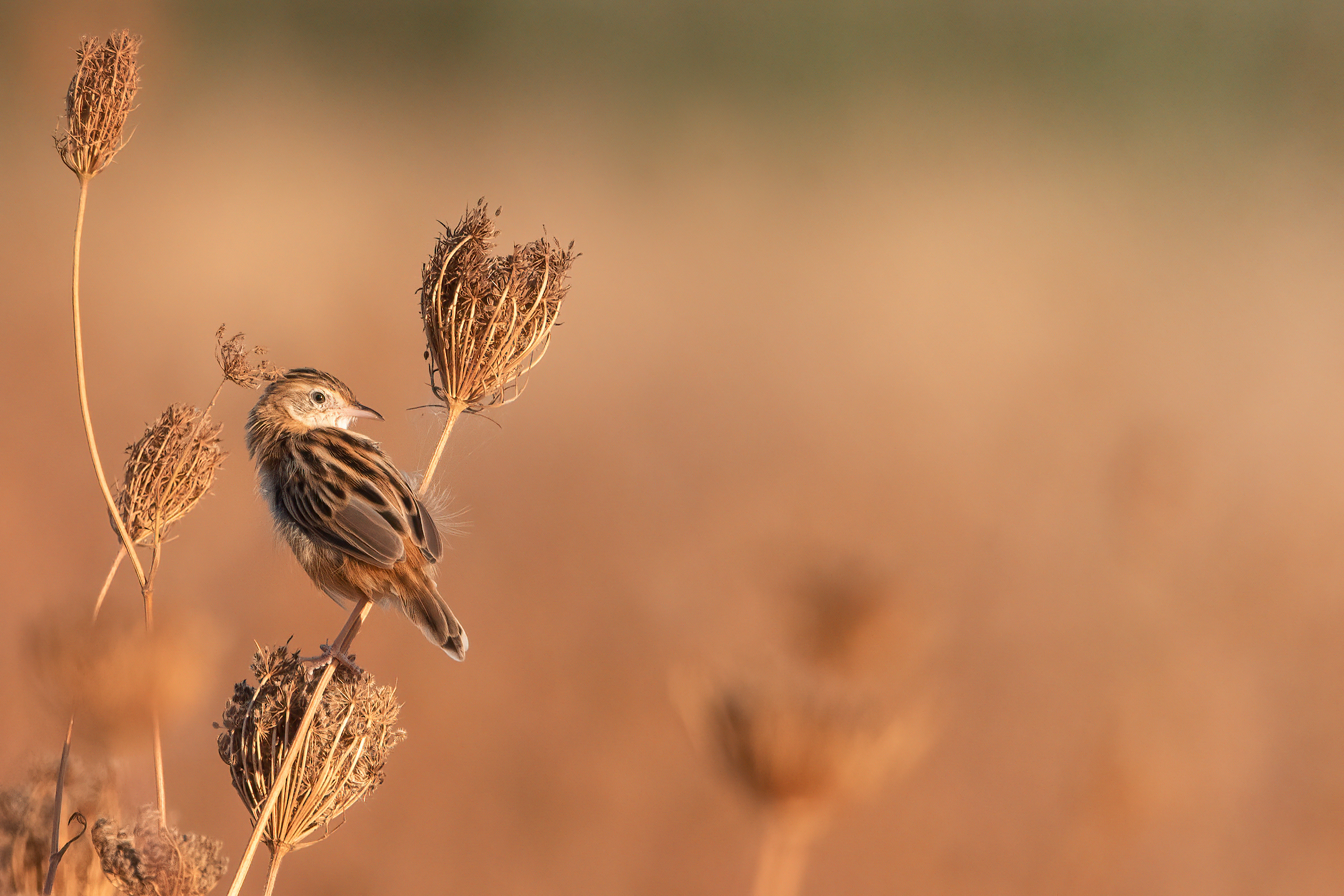 Beccamoschino (Tuscany - September 2023)