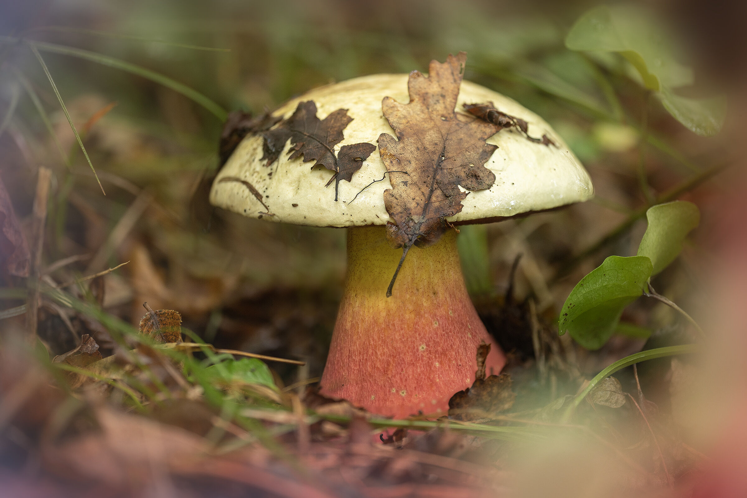 Rubroboletus satanas - Porcino malefico