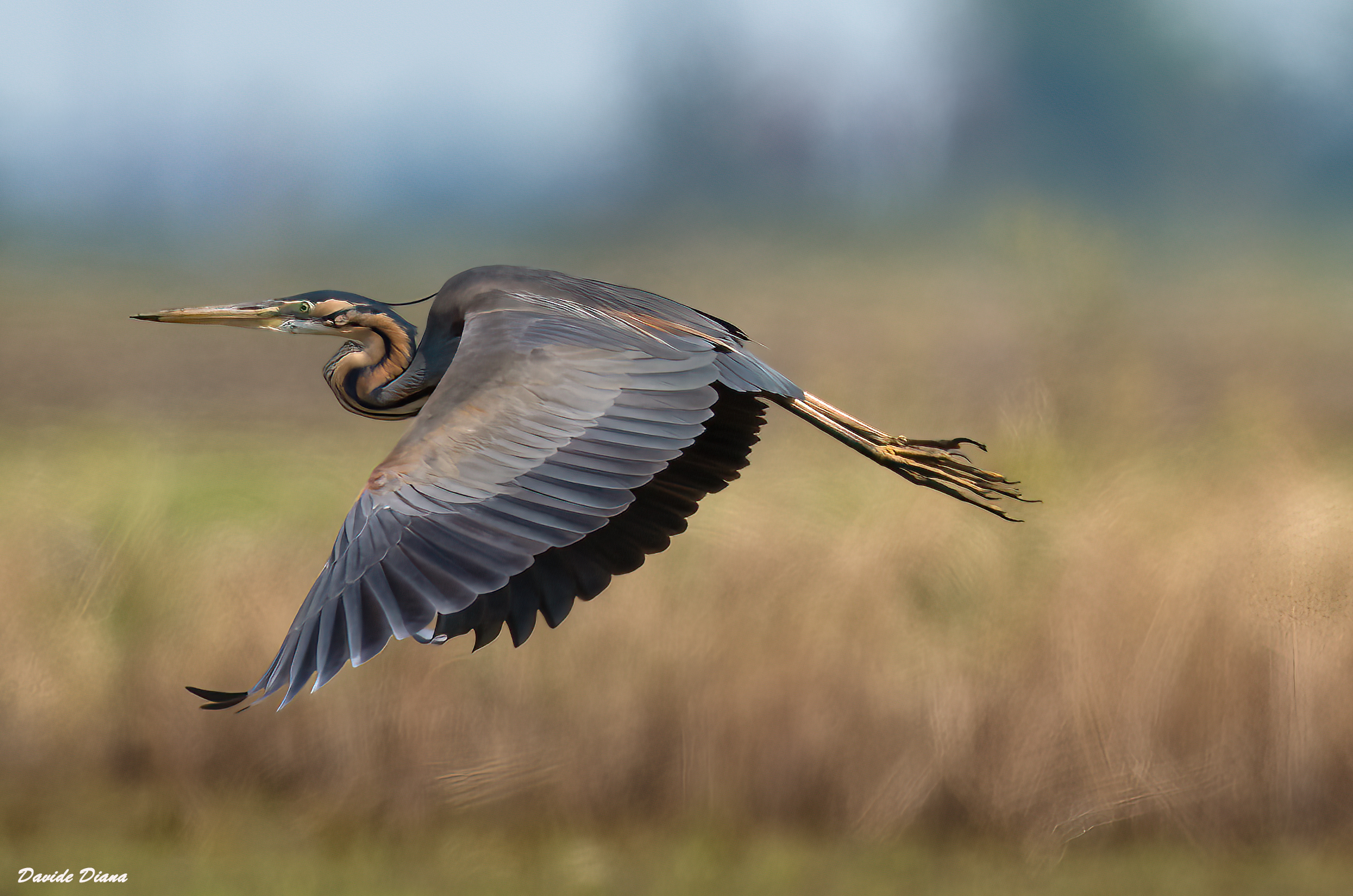Purple heron