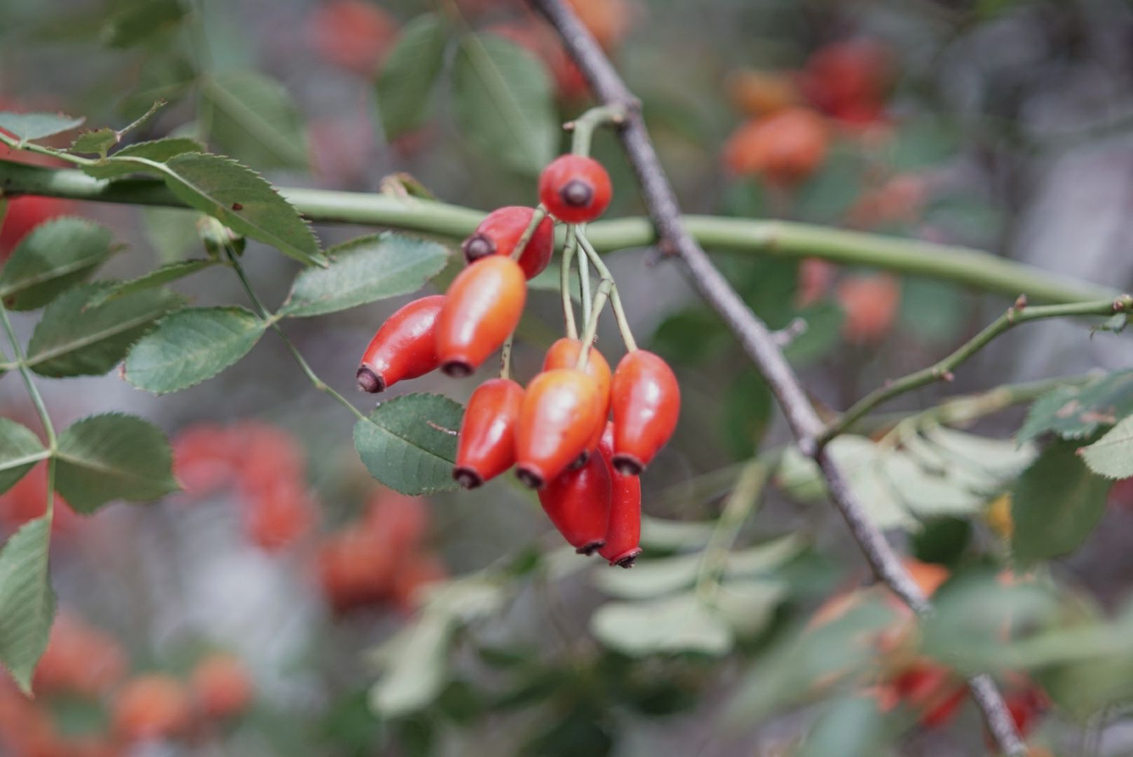 bacche di rosa canina