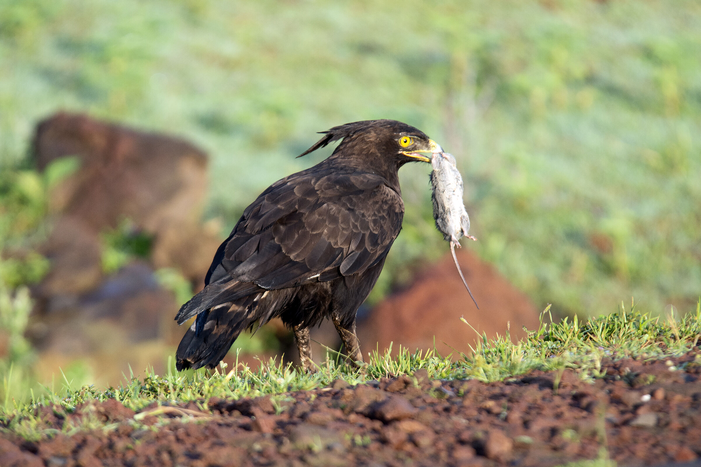 Aquila cresta lunga-Strada BaharDar / Gondar-Etiopia
