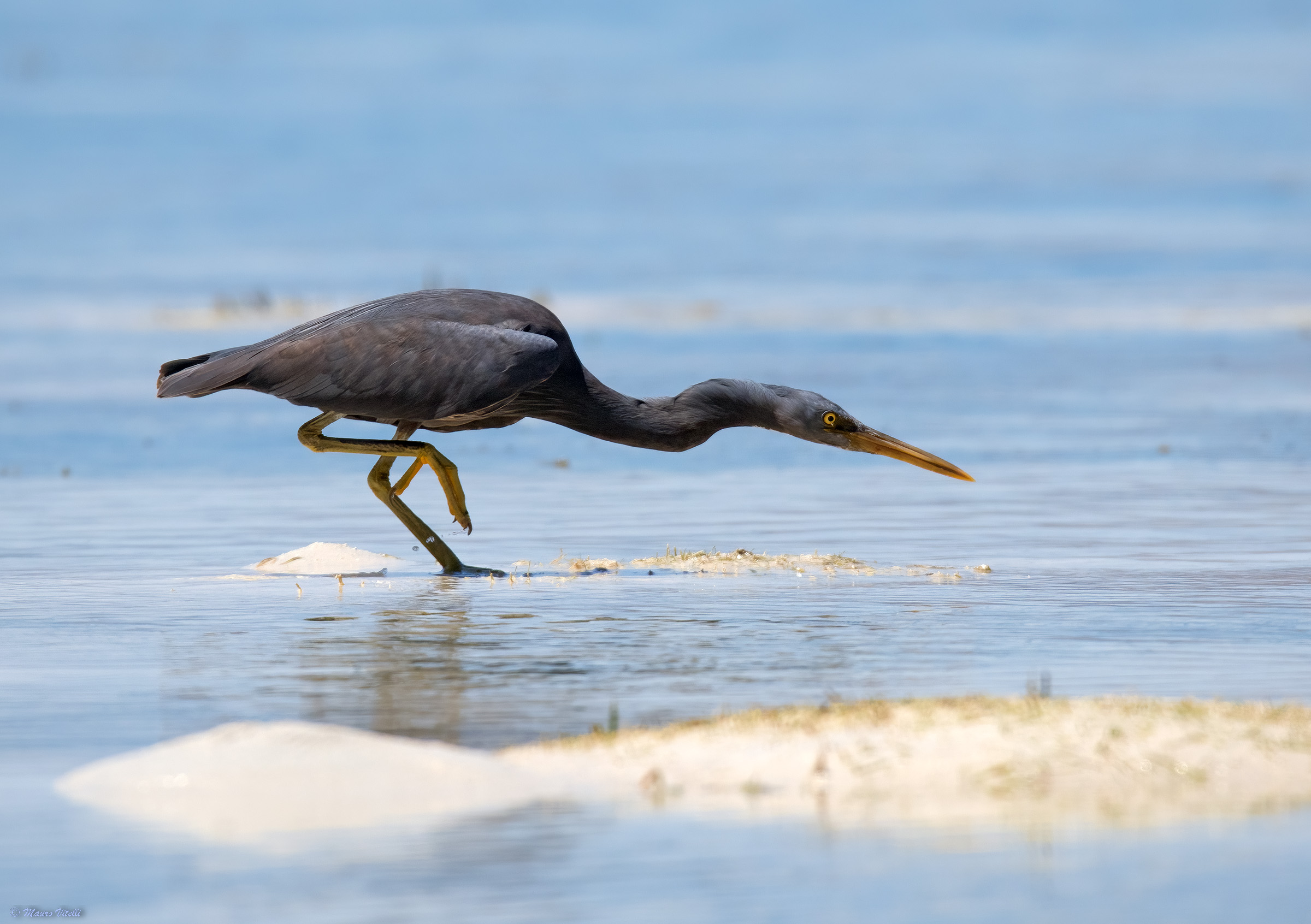 Eastern reef egret (Egretta sacra)