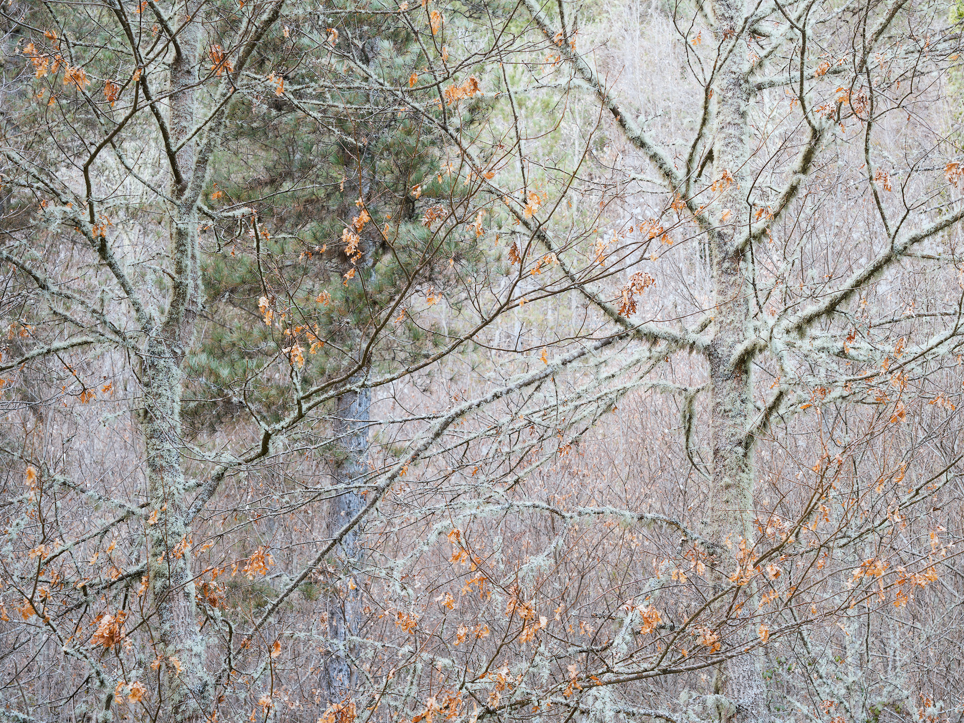 Creature in natura