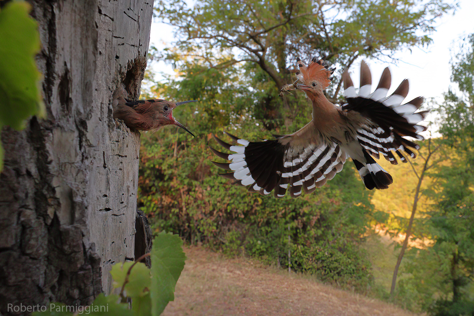 The world of hoopoe