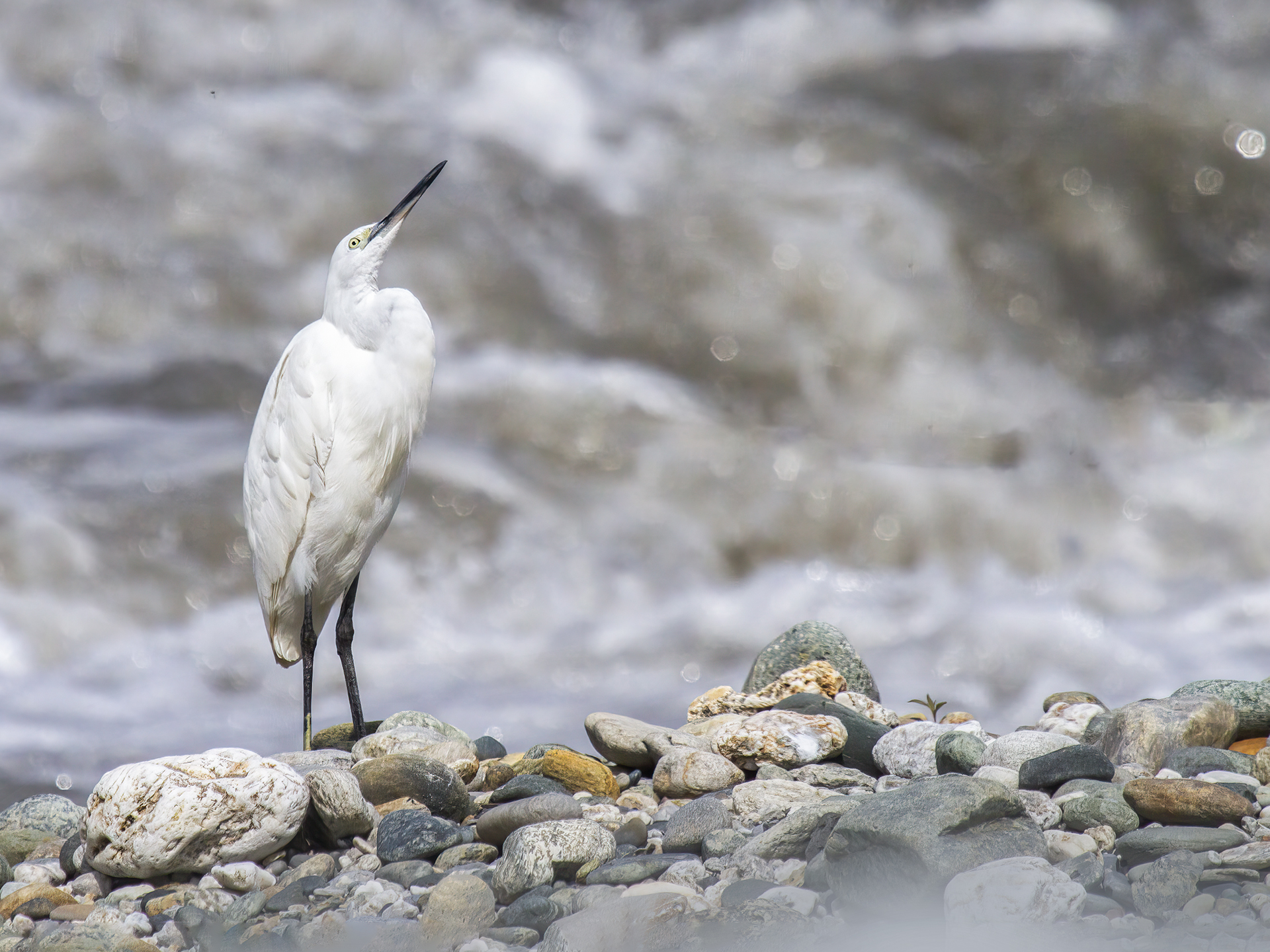 Garzetta (Egretta garzetta)