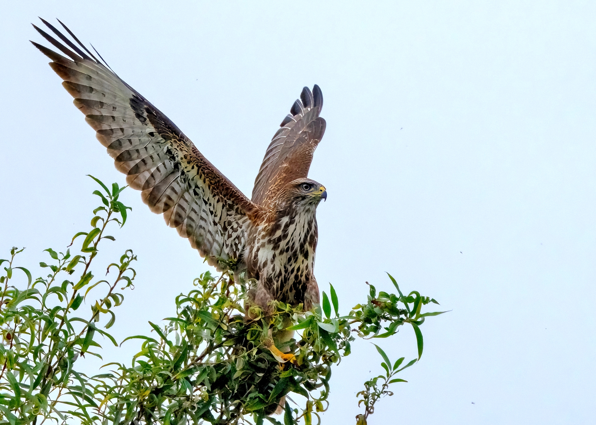 Poiana (Buteo buteo)