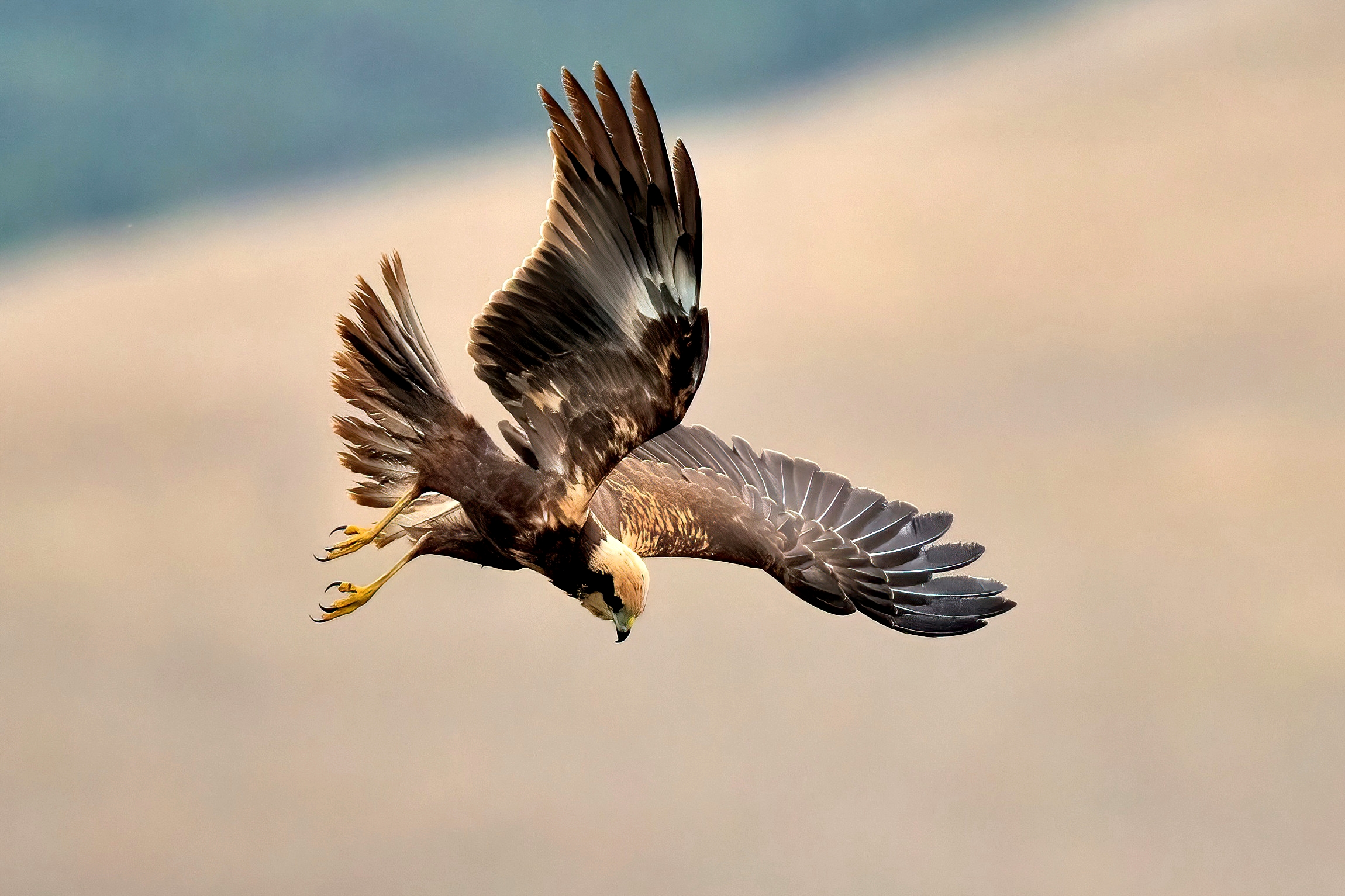 Falco di palude (Circus aeruginosus)