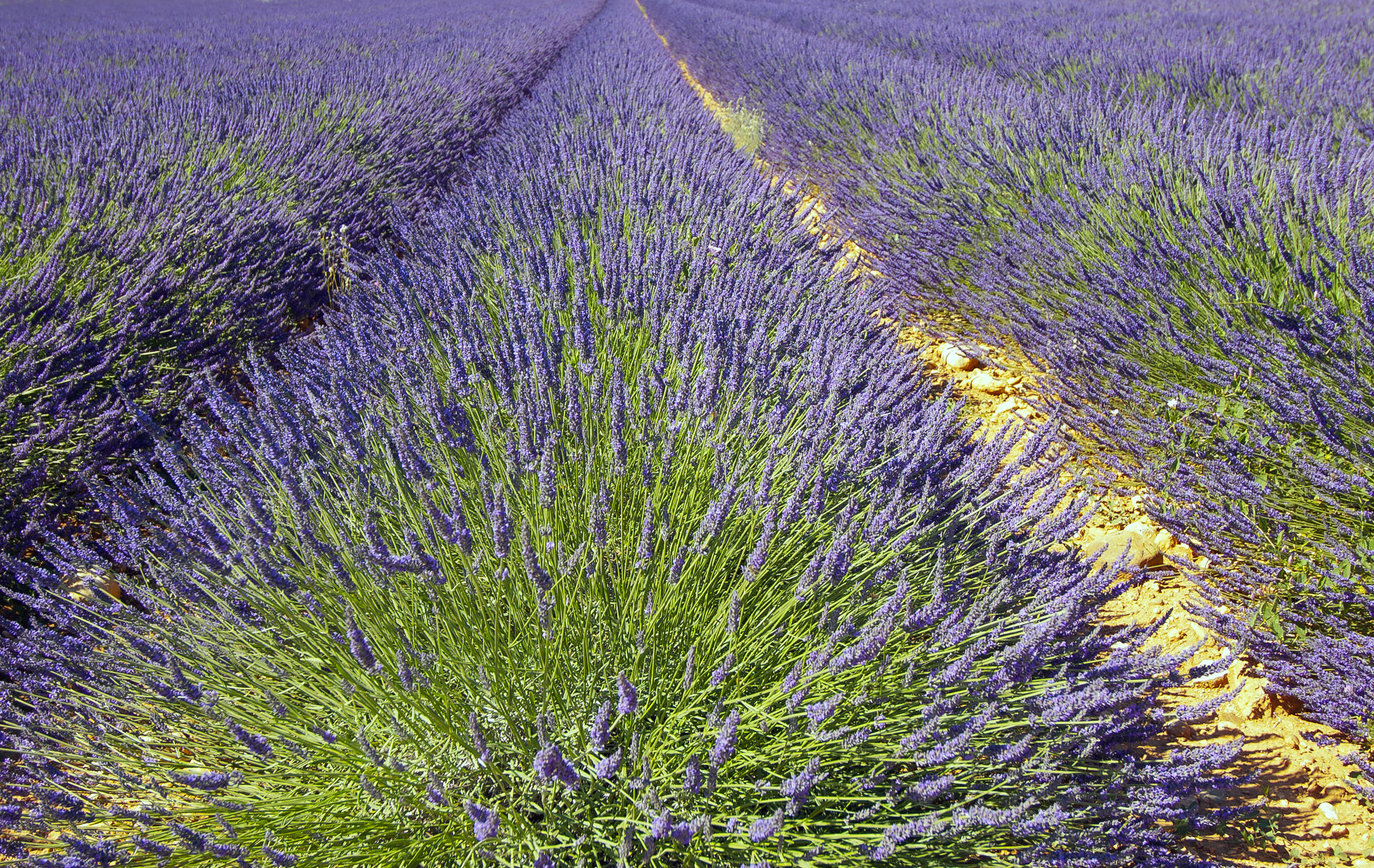 Profumo di lavanda in Provenza n.2