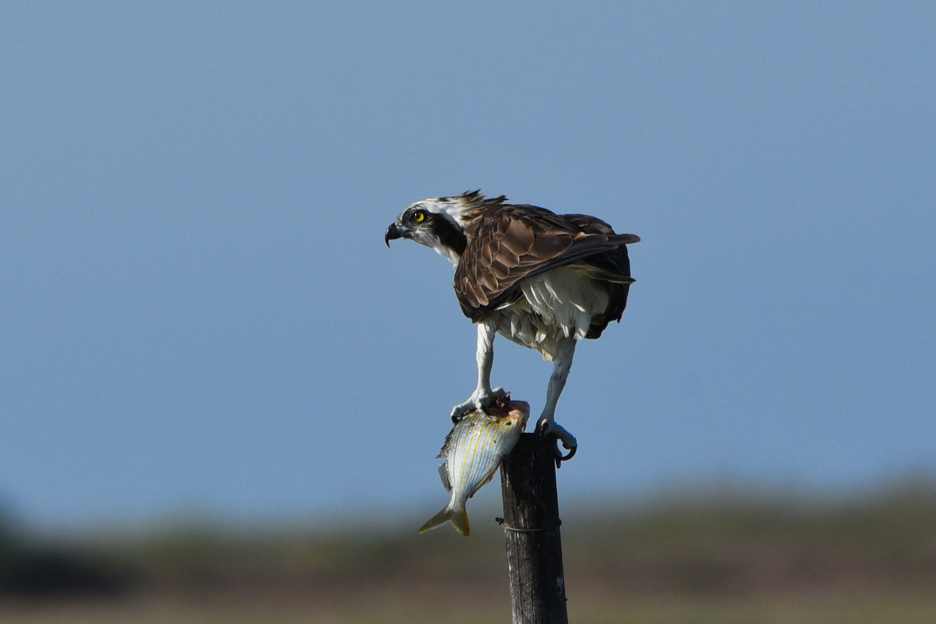 Osprey