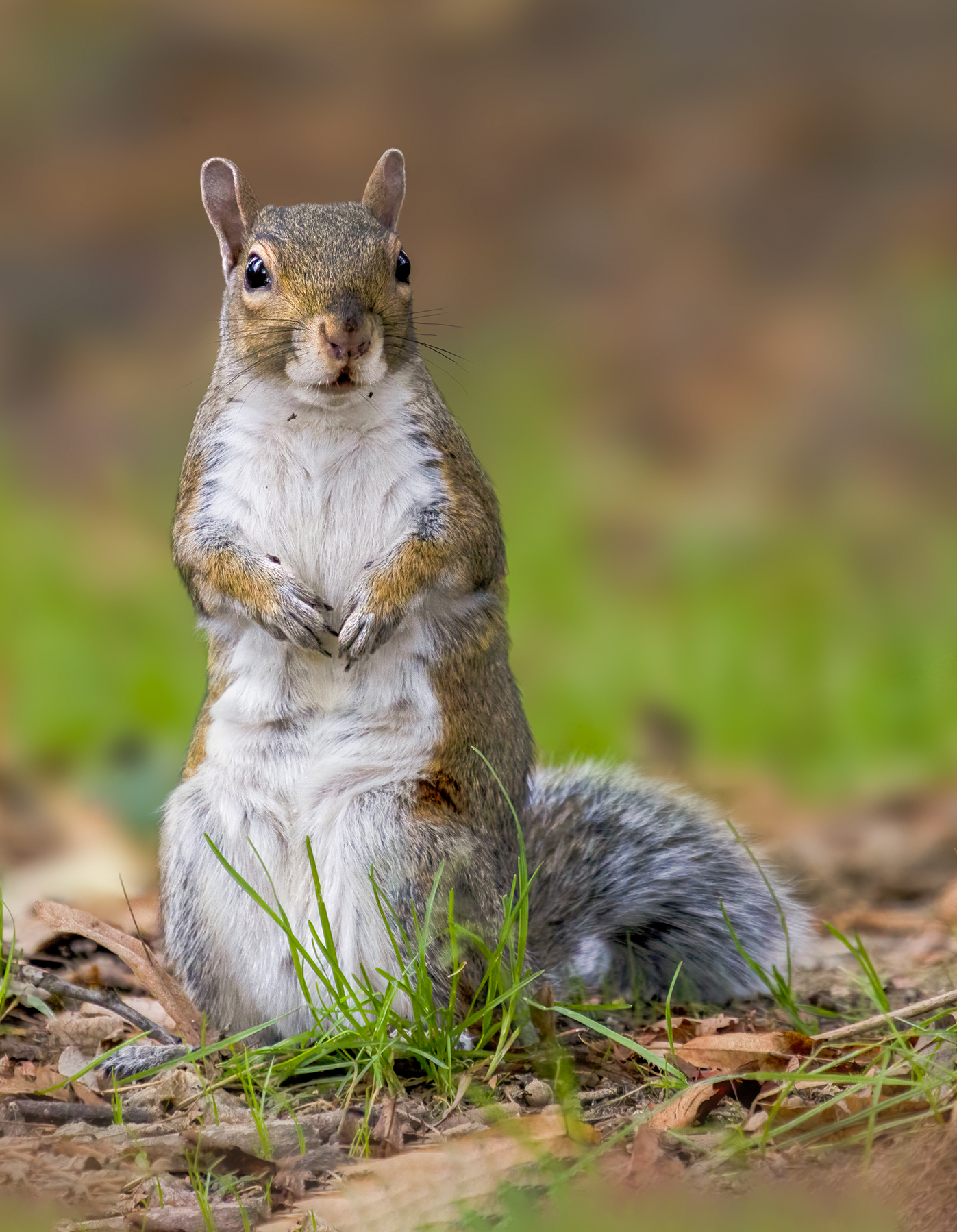 North American gray squirrel
