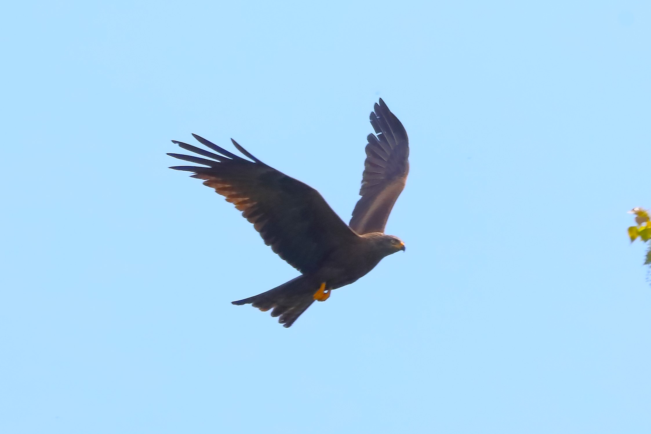 Nibbio bruno 18-04-2023