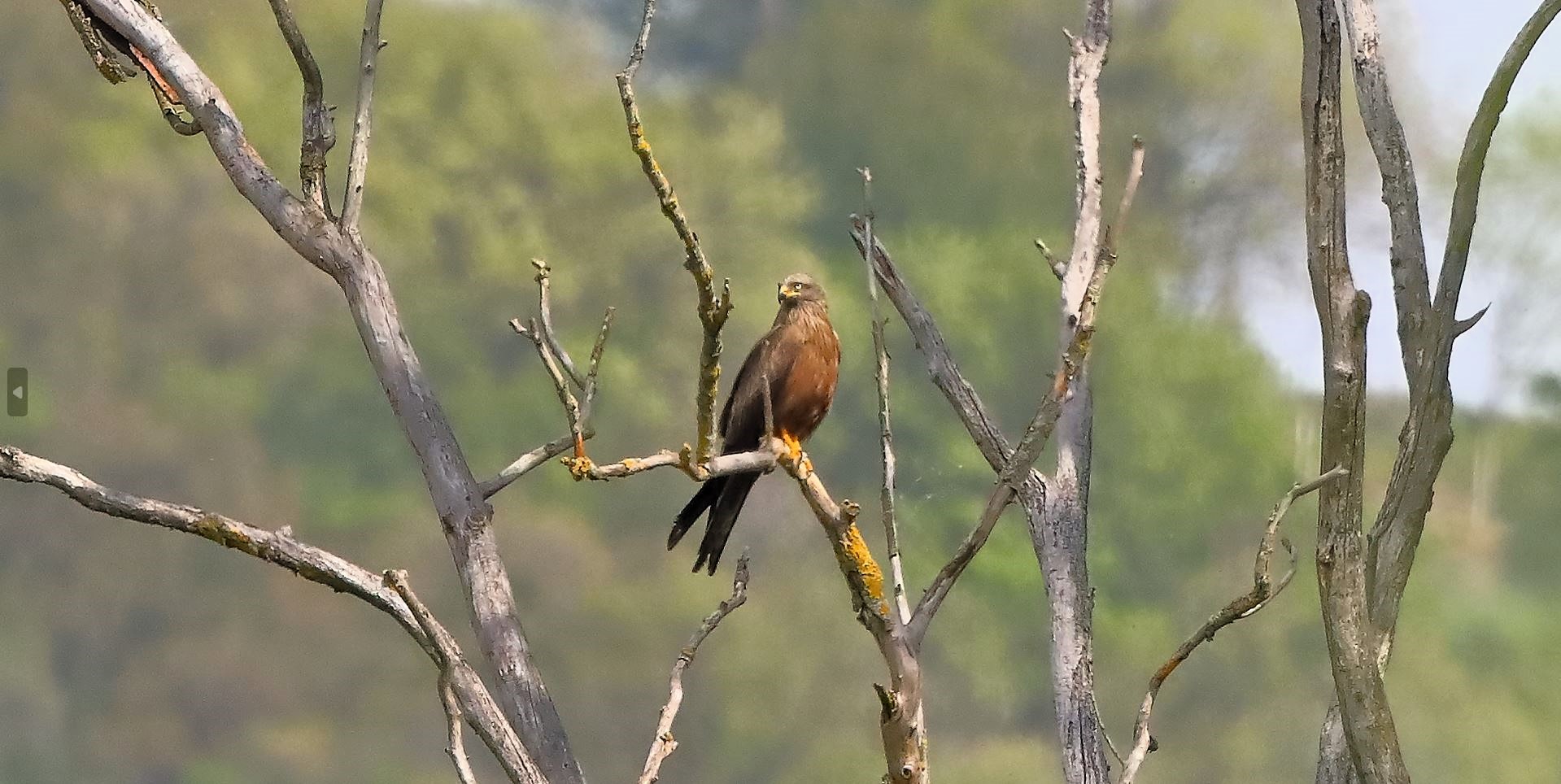 Nibbio bruno 18-04-2023