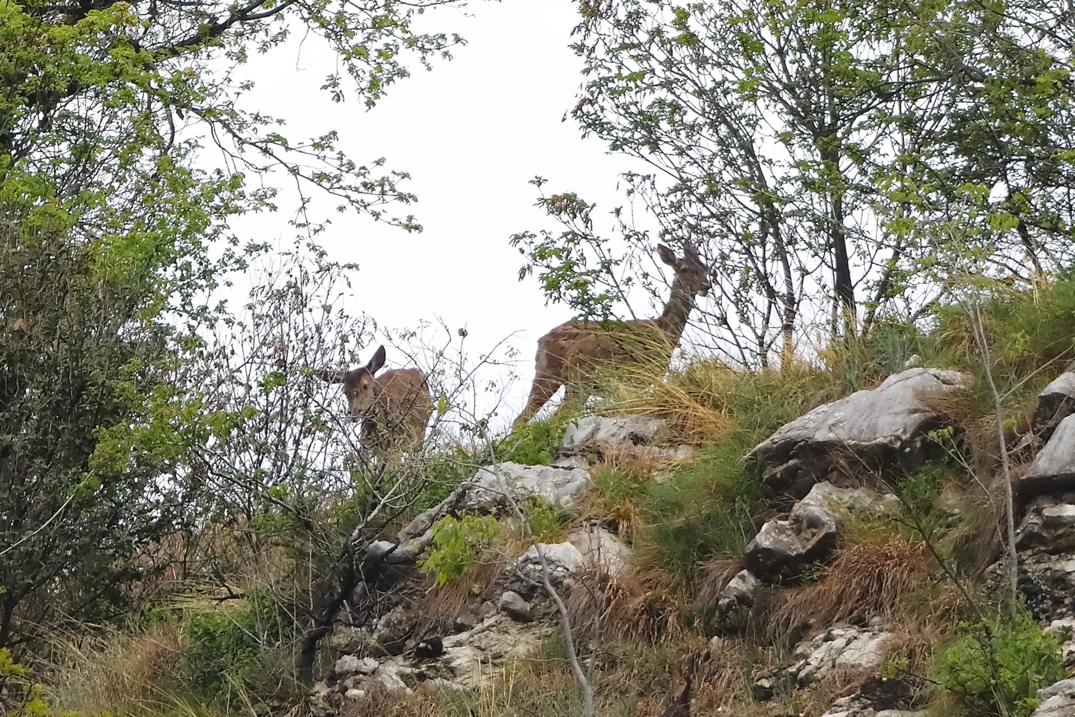 Deer 21-04-2023