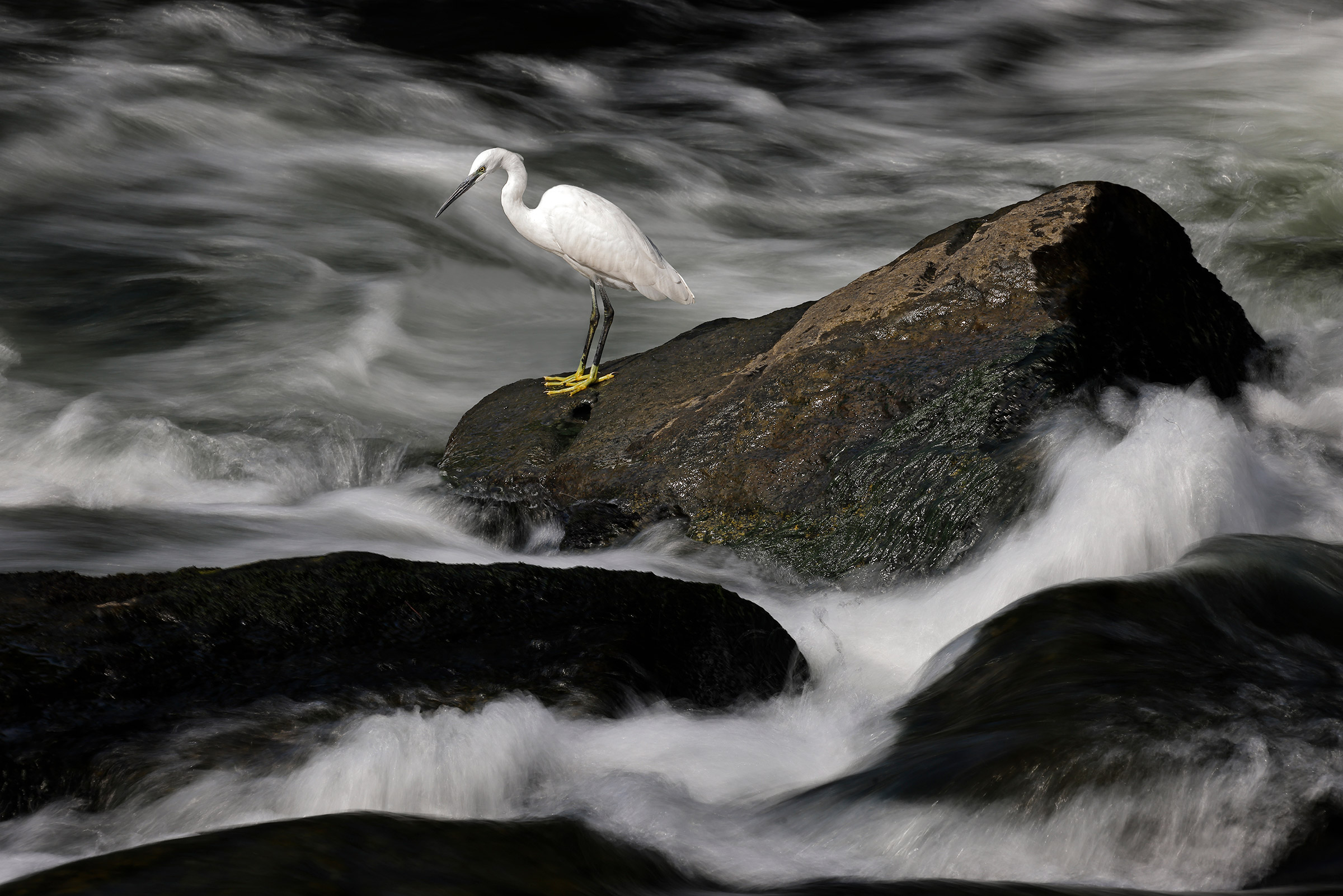egret