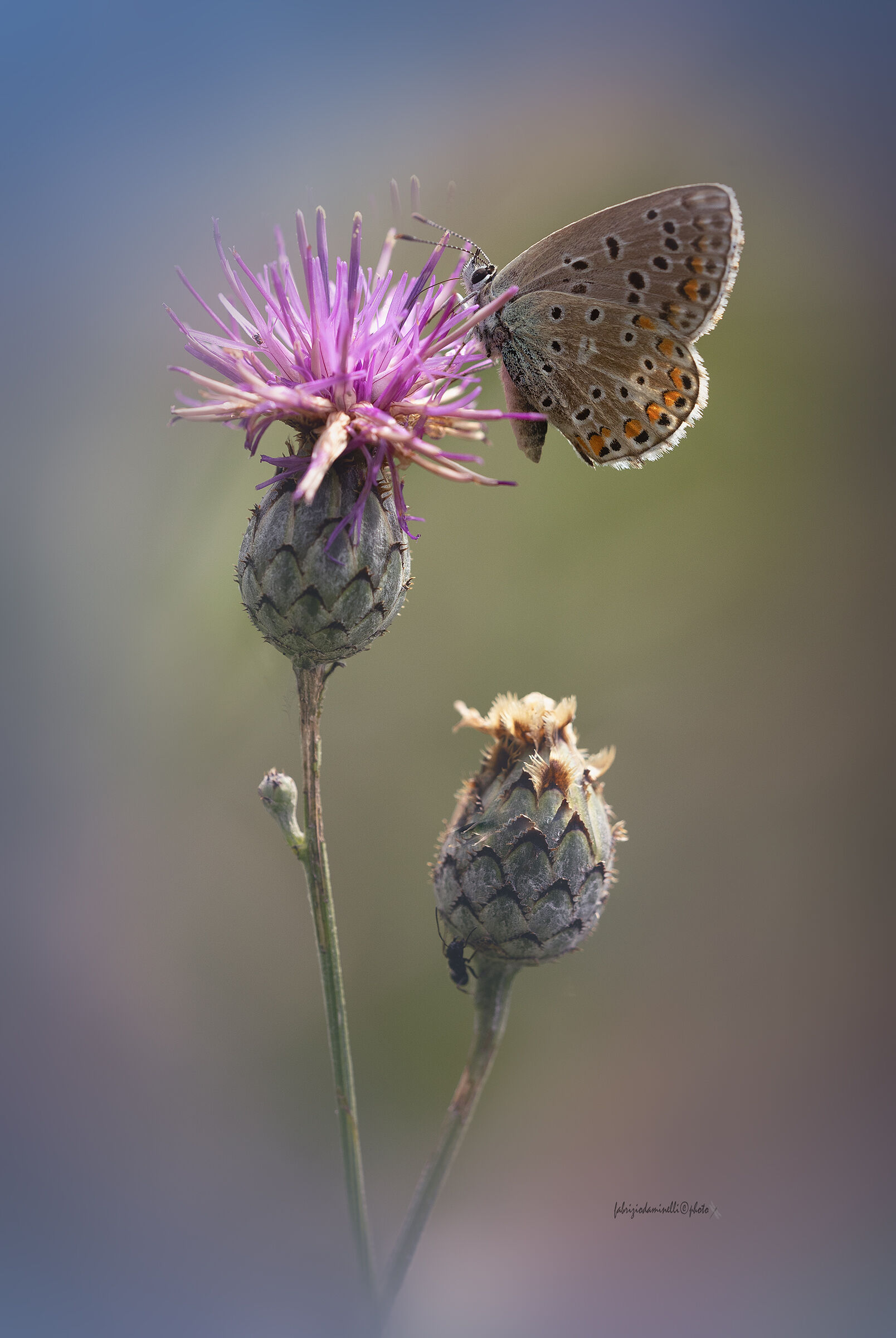Lysandra bellargus- Adonis Blue