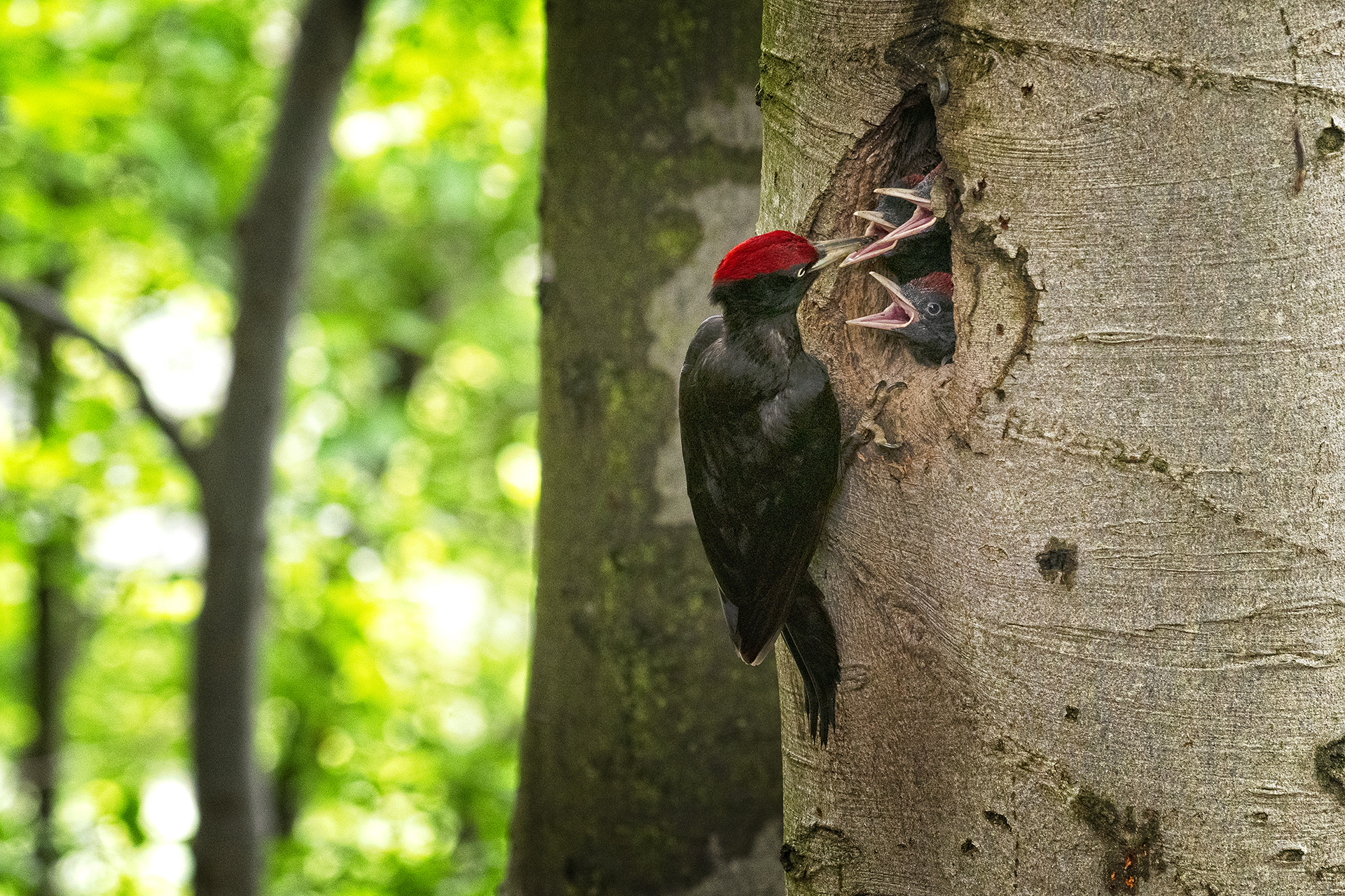 Black woodpecker