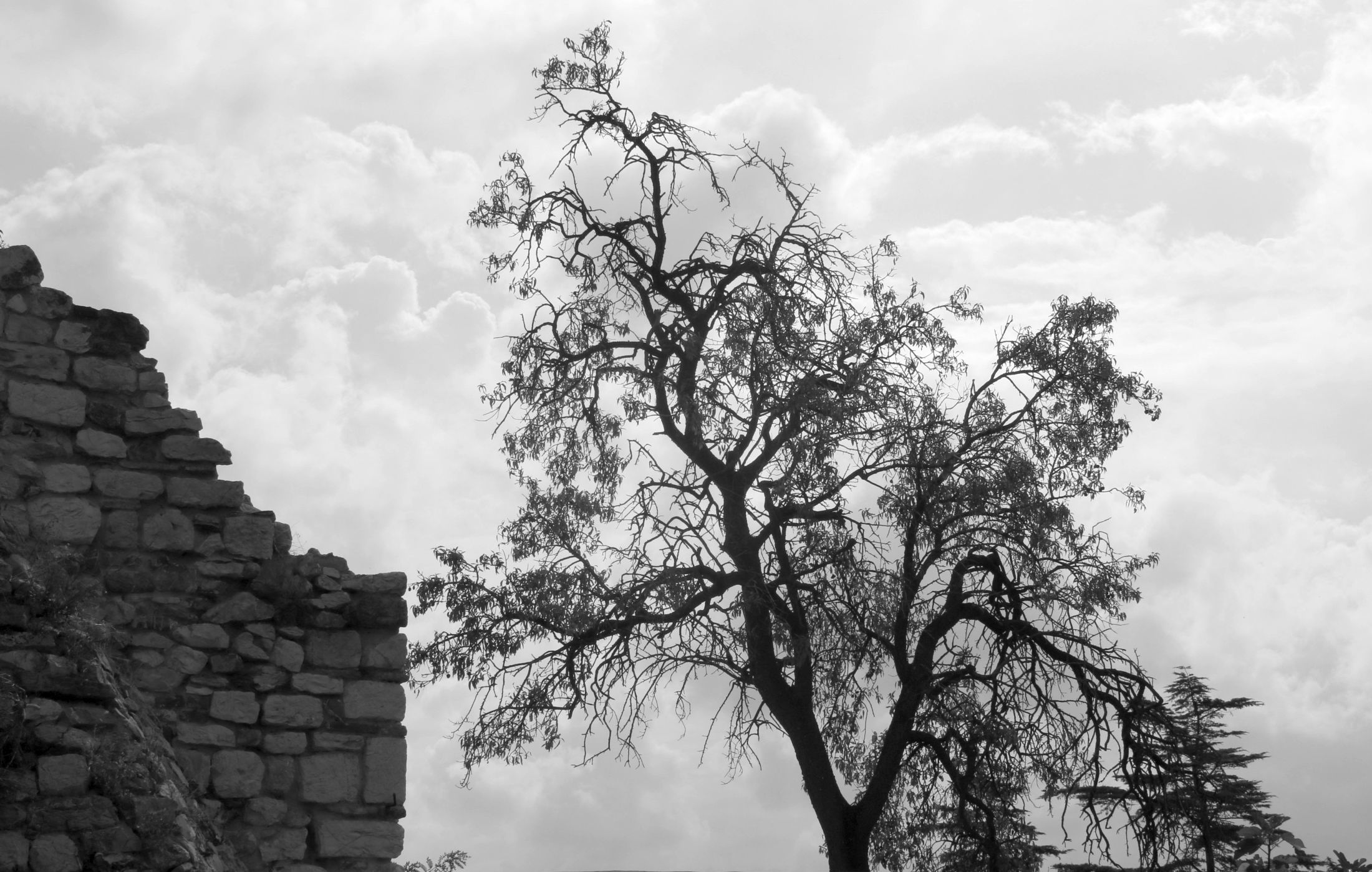 L'albero e il muro