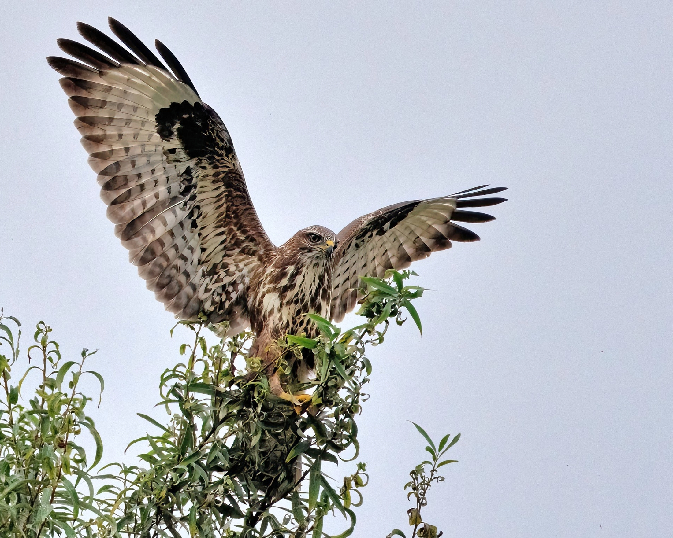 ------Orate fratres------- Poiana (Buteo buteo)