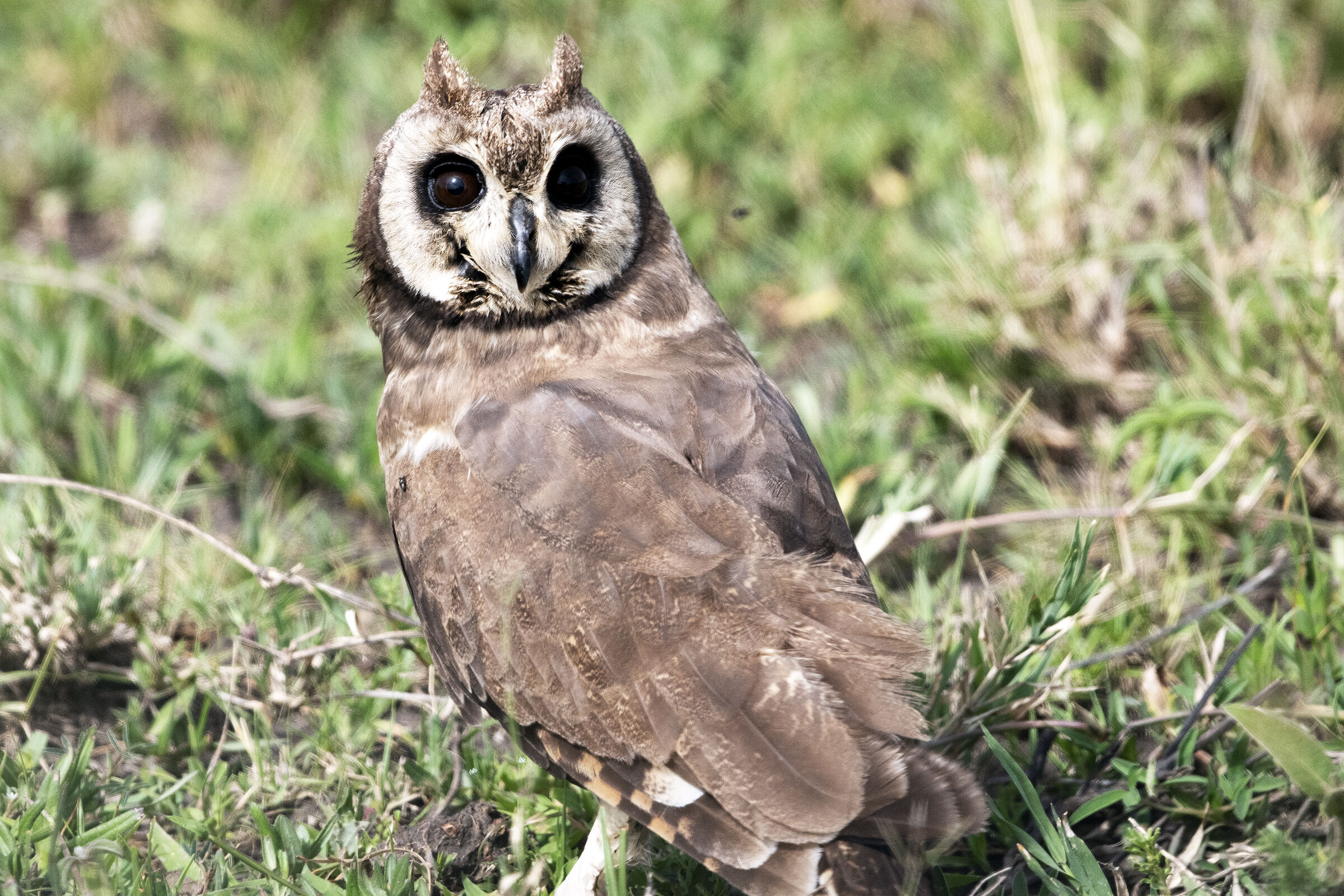 Asio capensis-Marsh Owl - Serengeti marzo 2019-Tanzania