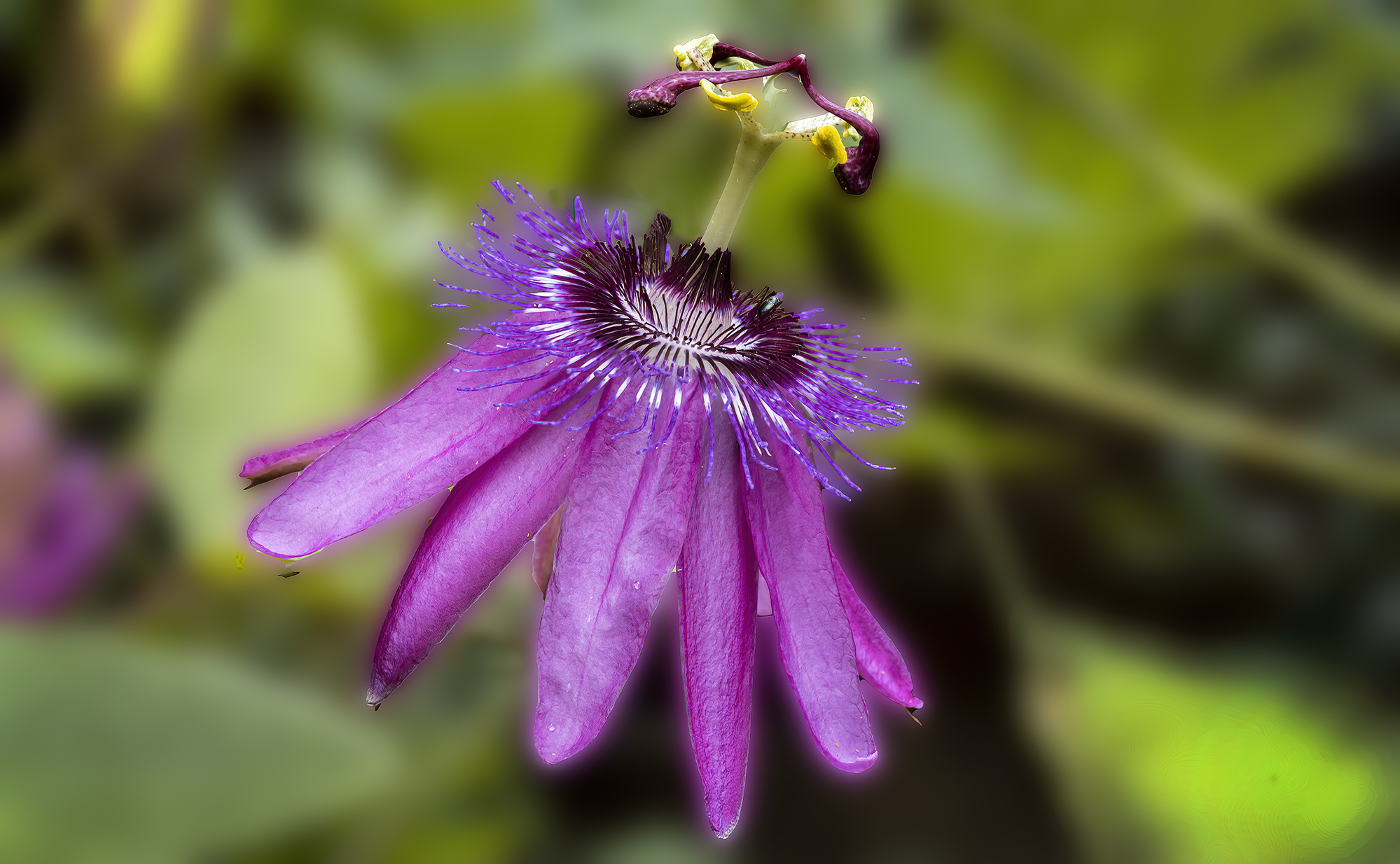 passiflora