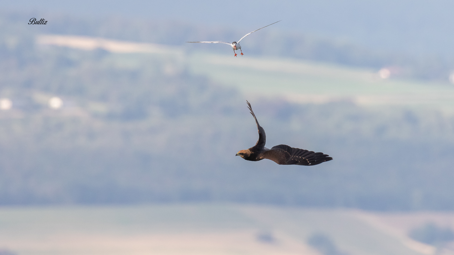 Sterna contro Falco di palude