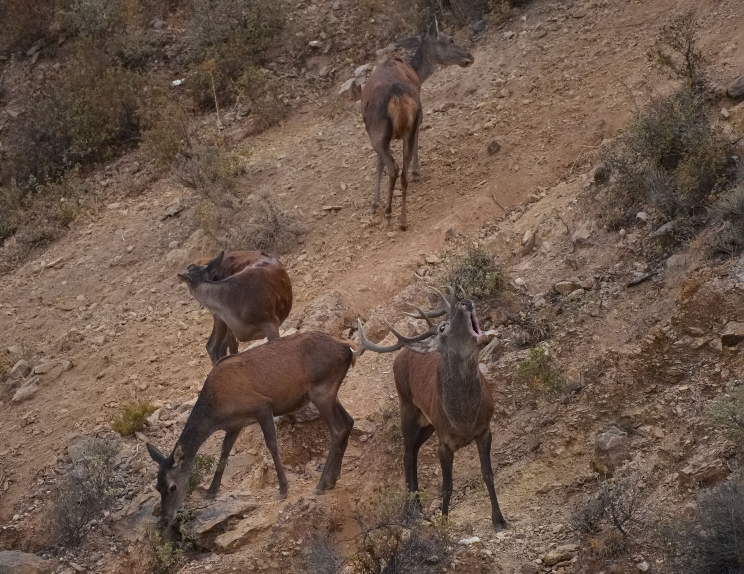 My "usual" deer ...
