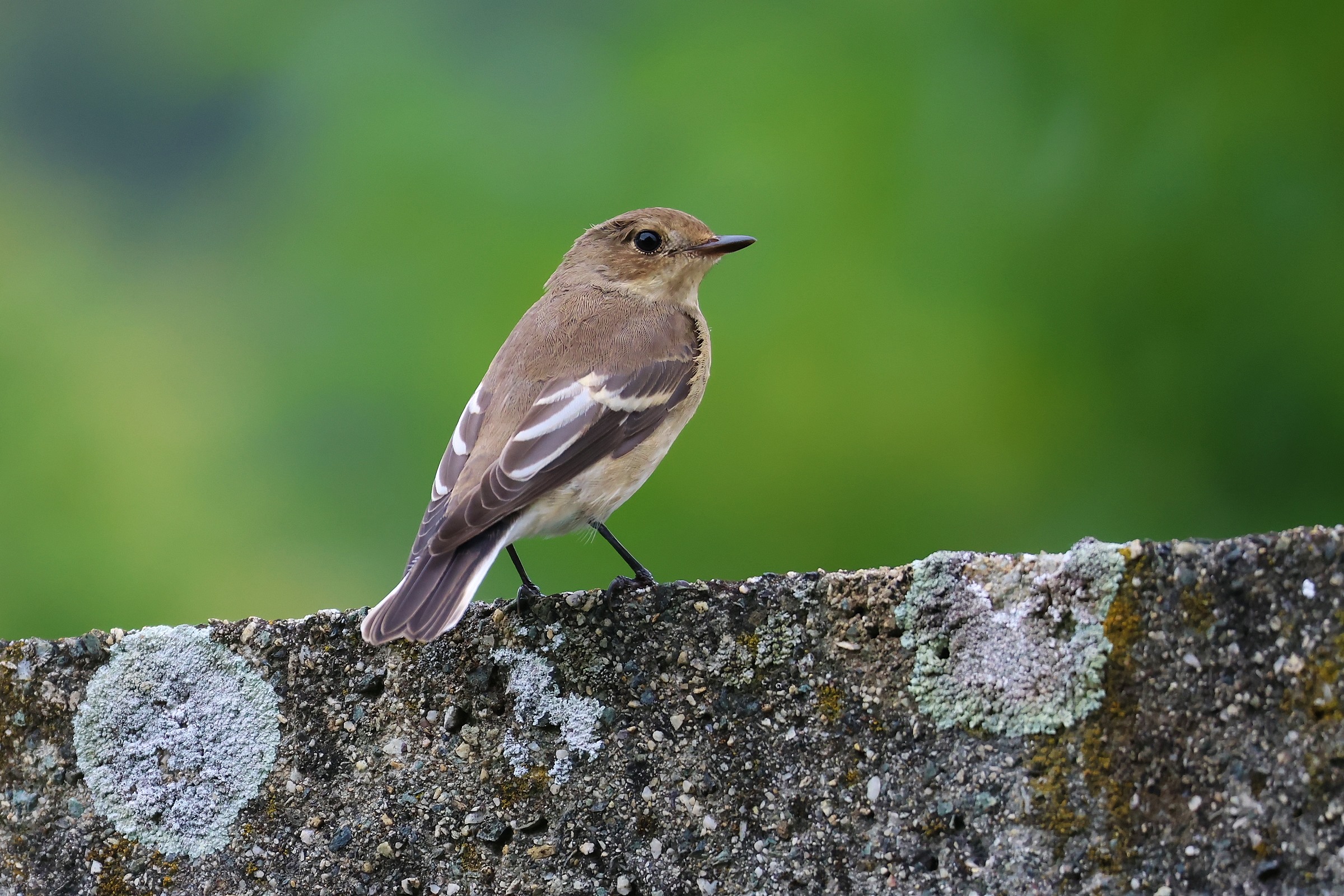 Black nurse (Ficedula hypoleuca)