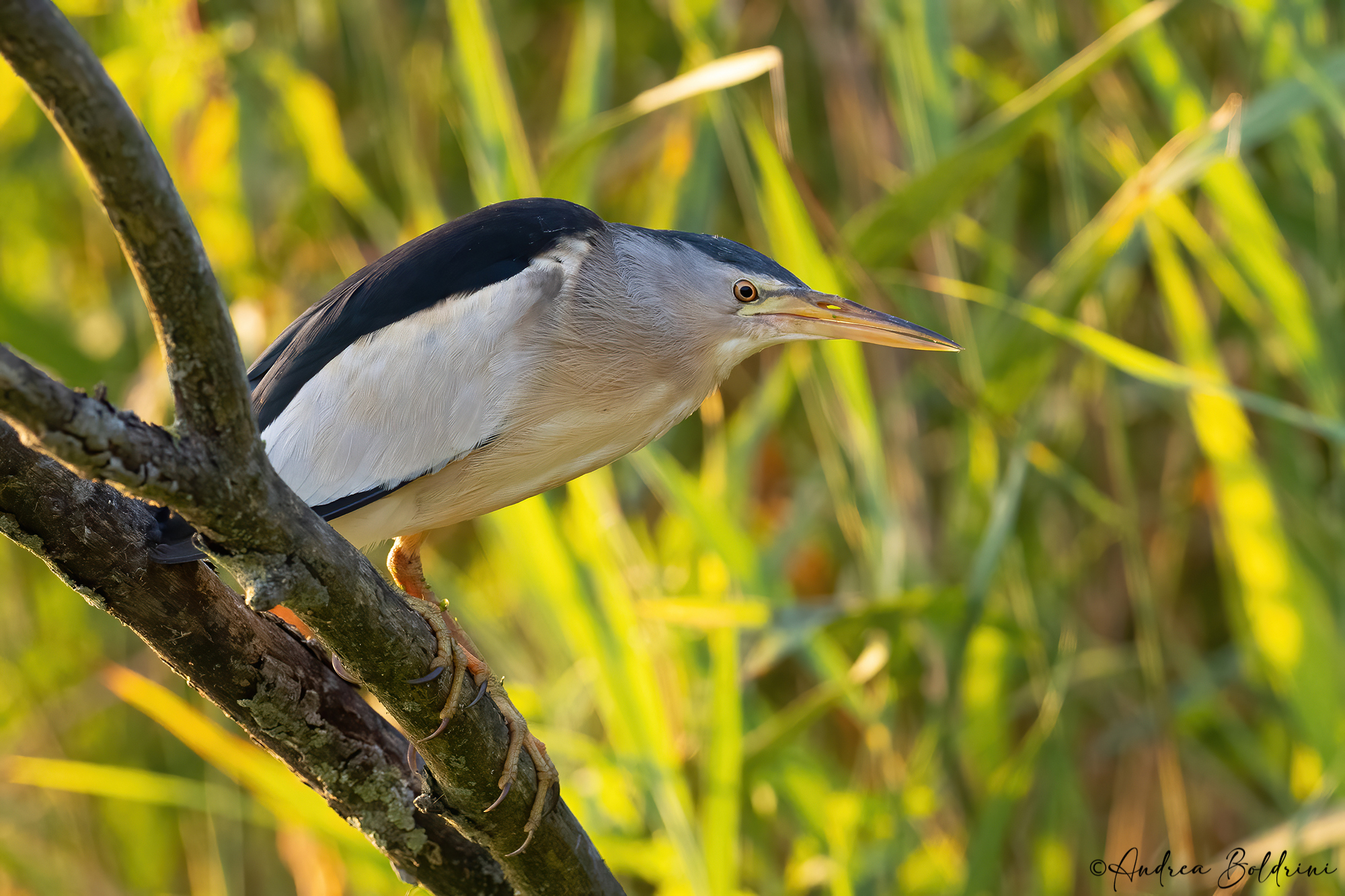 Little bittern