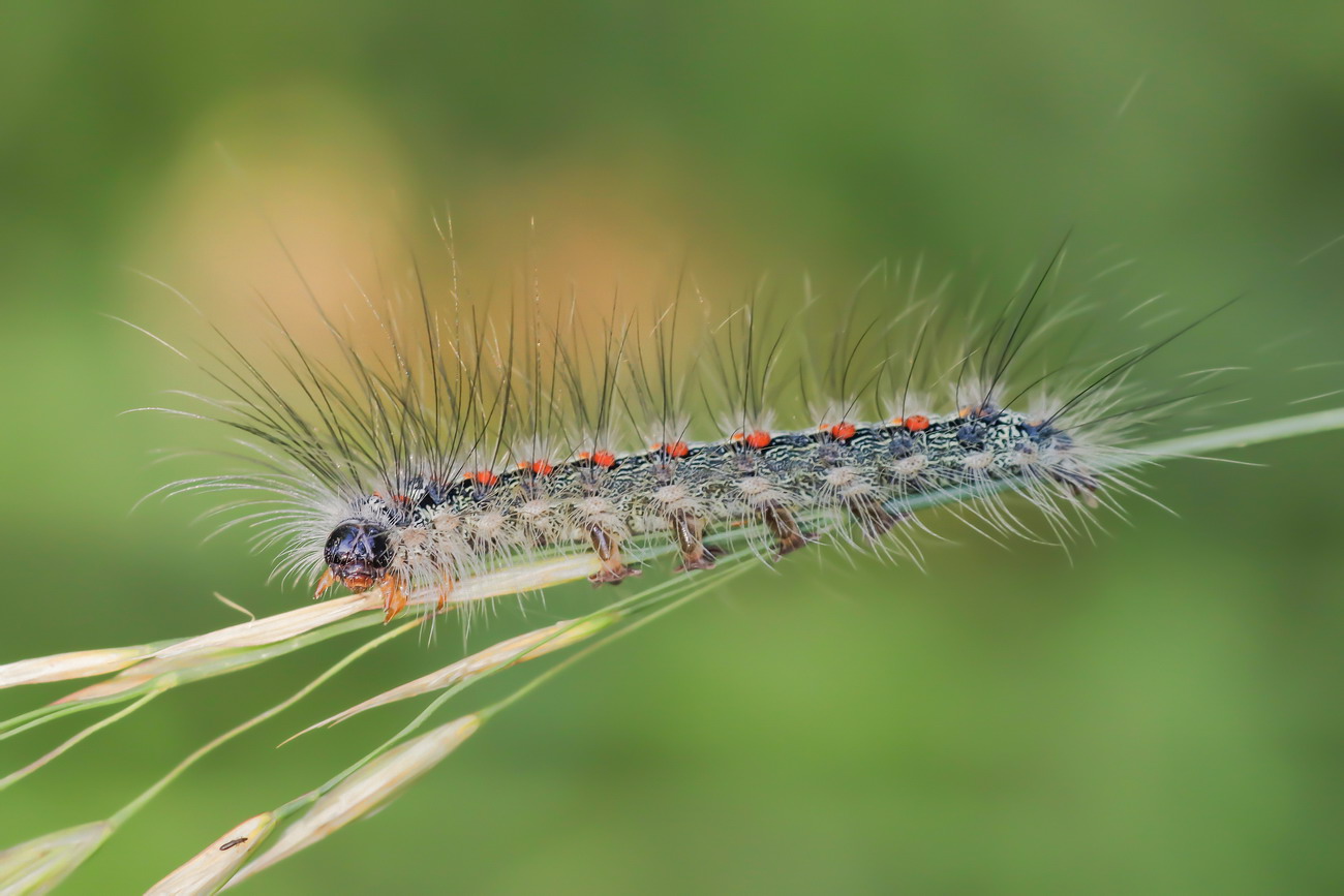 Caterpillar of Lithosia quadra