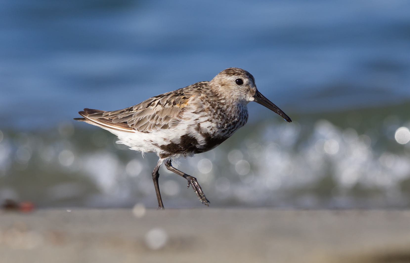 Dunlin