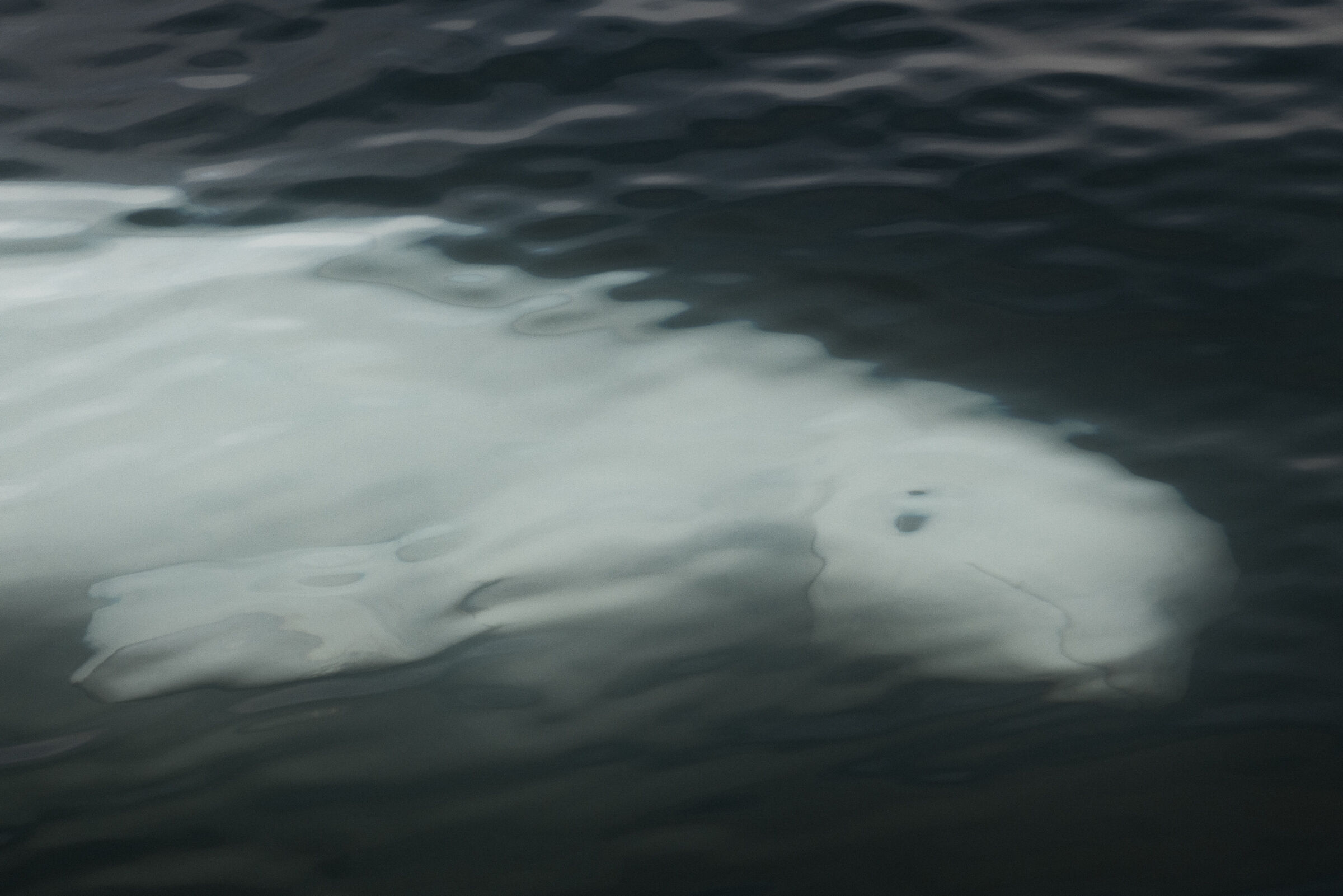 Riflessi di beluga