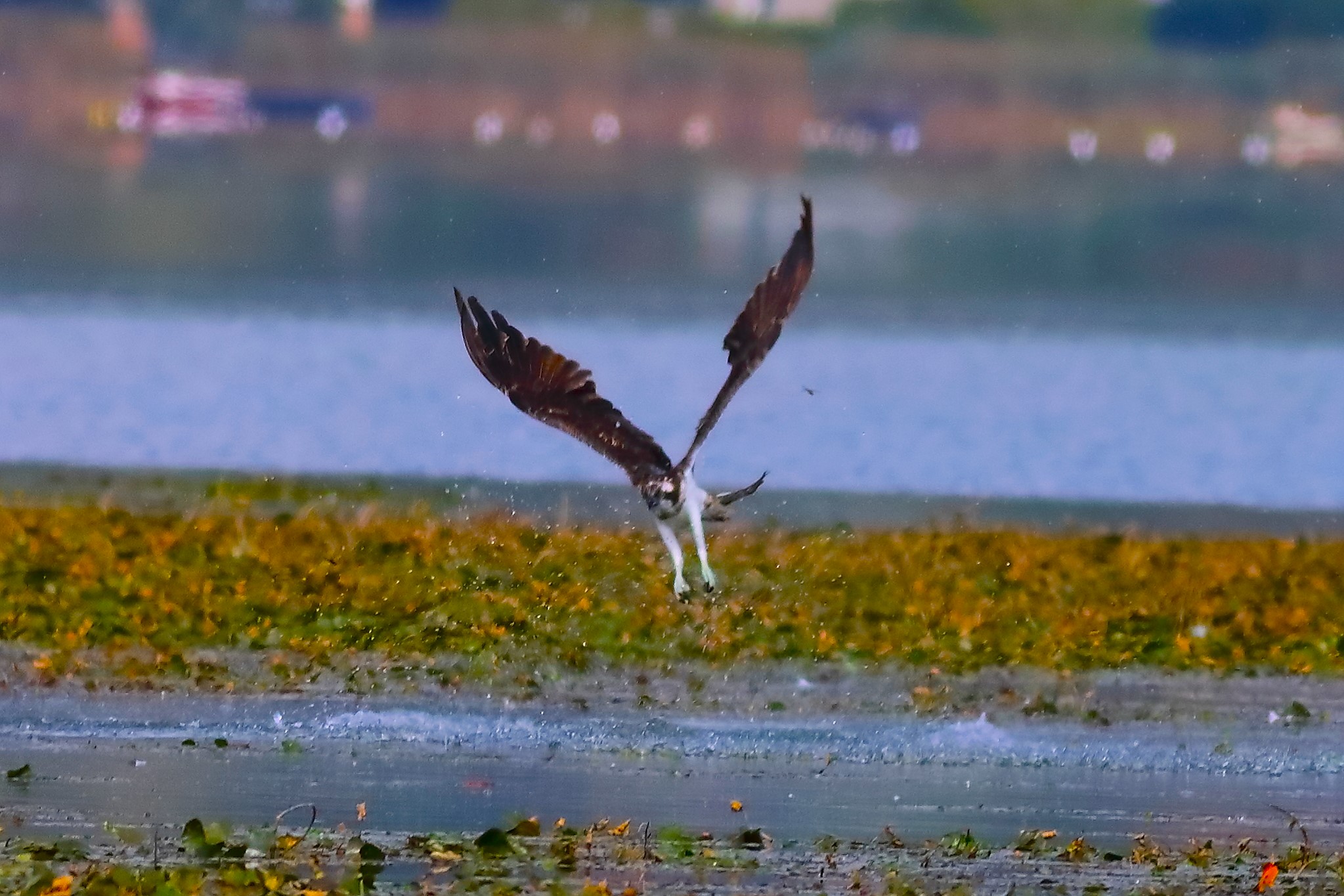 Falco pescatore 01-09-2023 - 159
