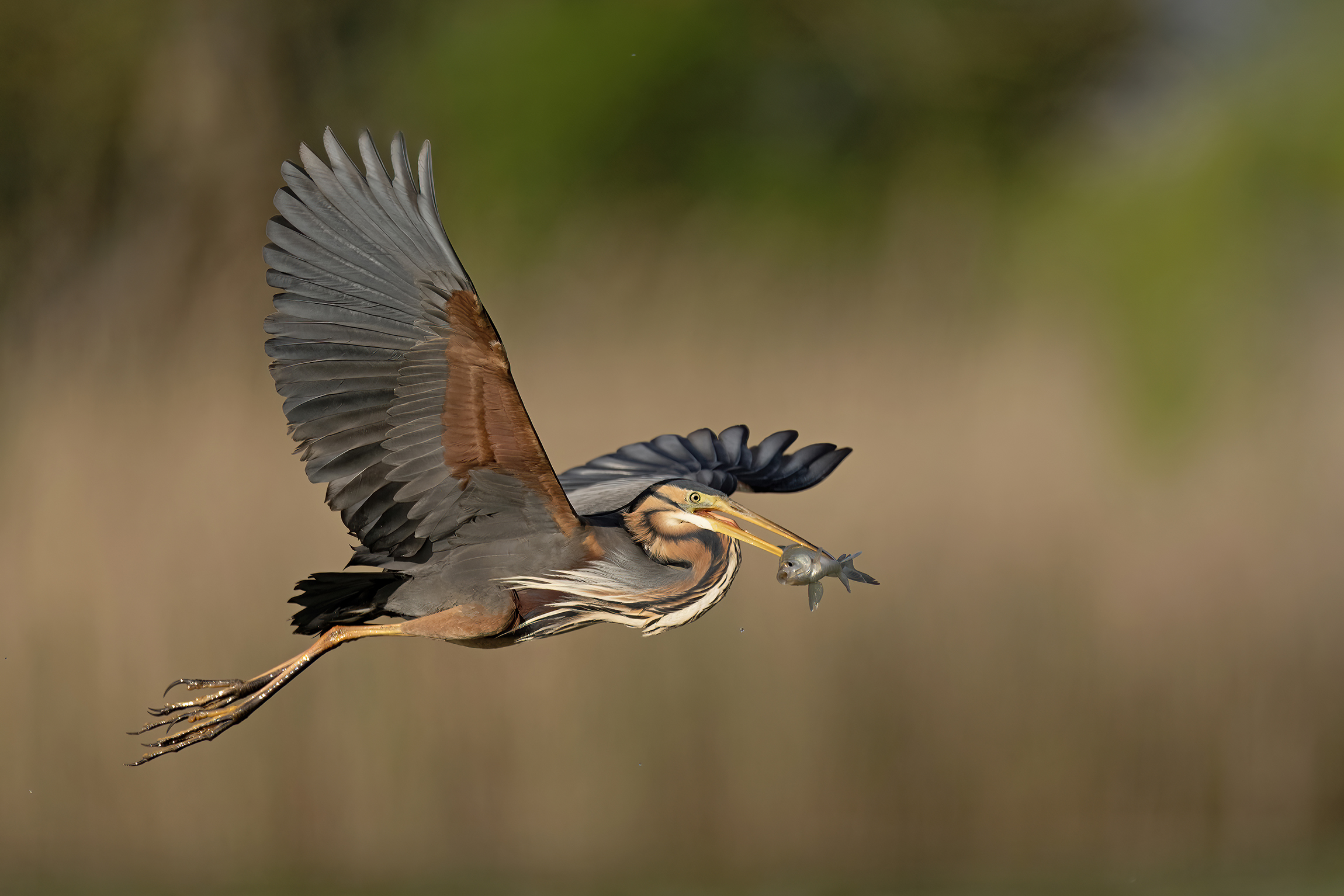 Purple heron with prey