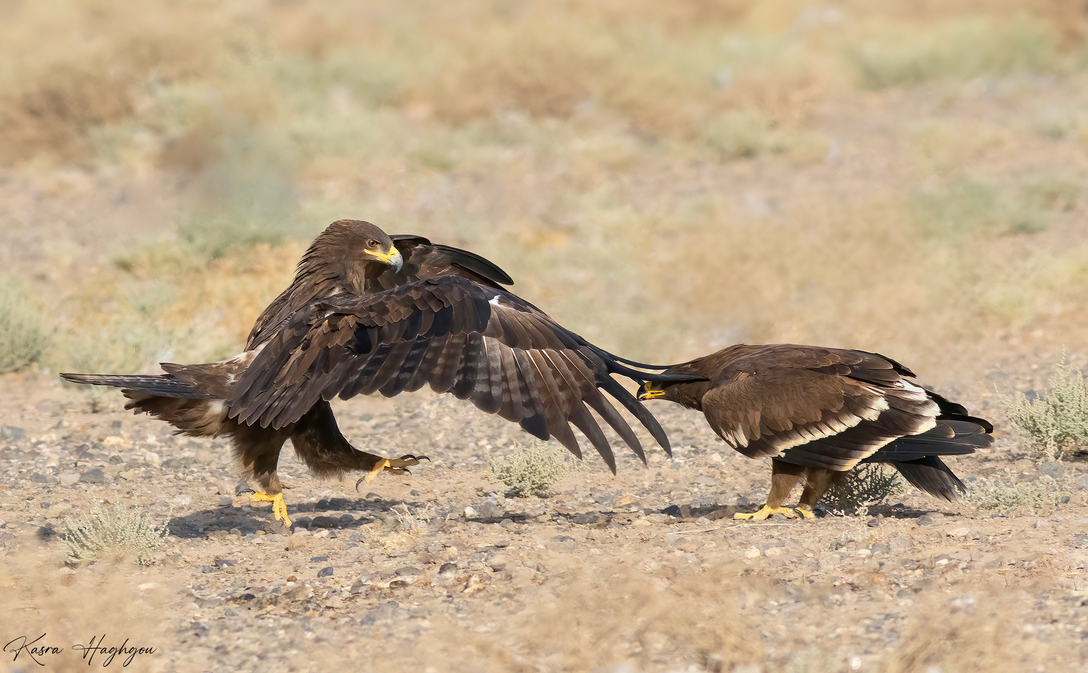 Steppe eagle