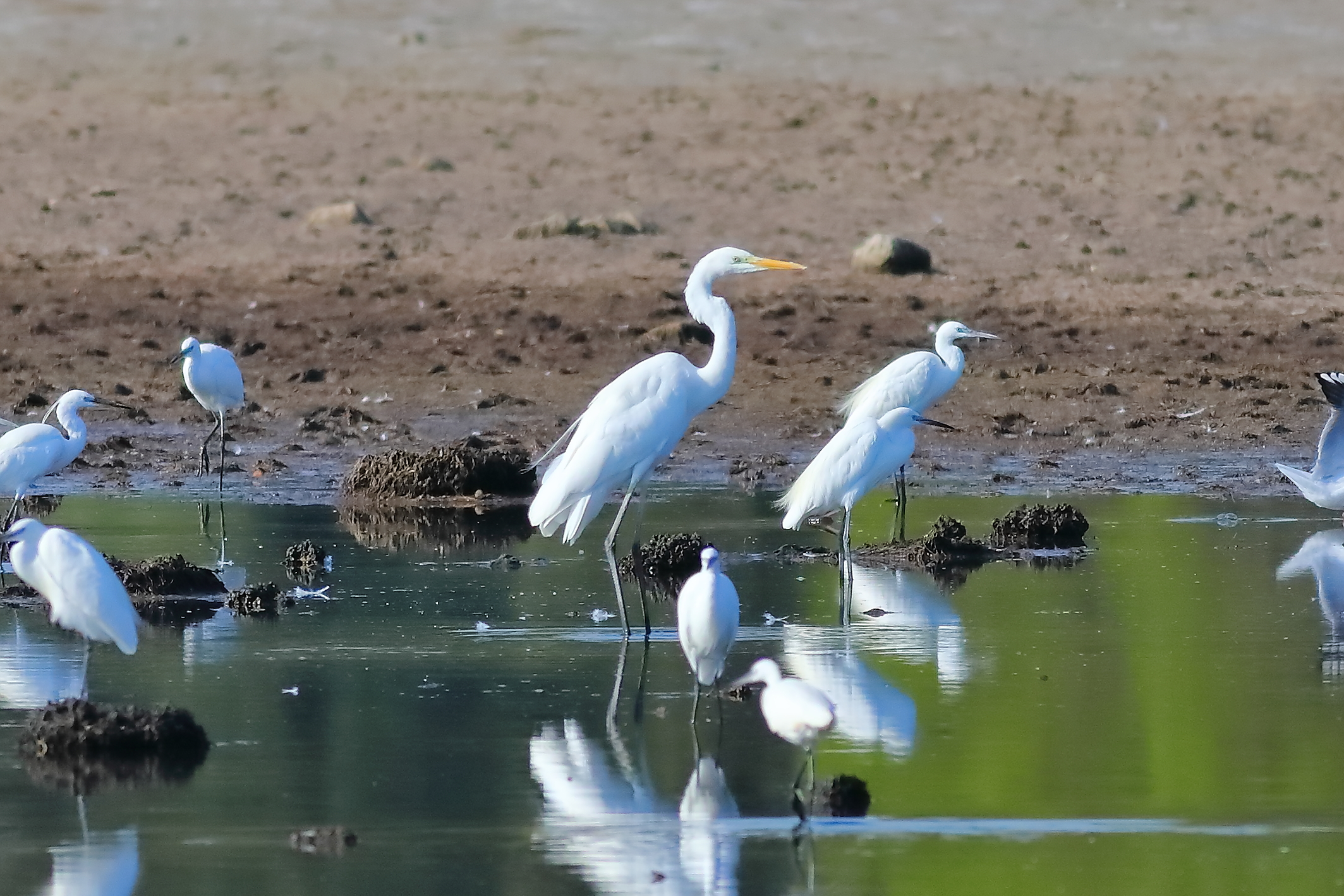 Airone BM 09-09-2023