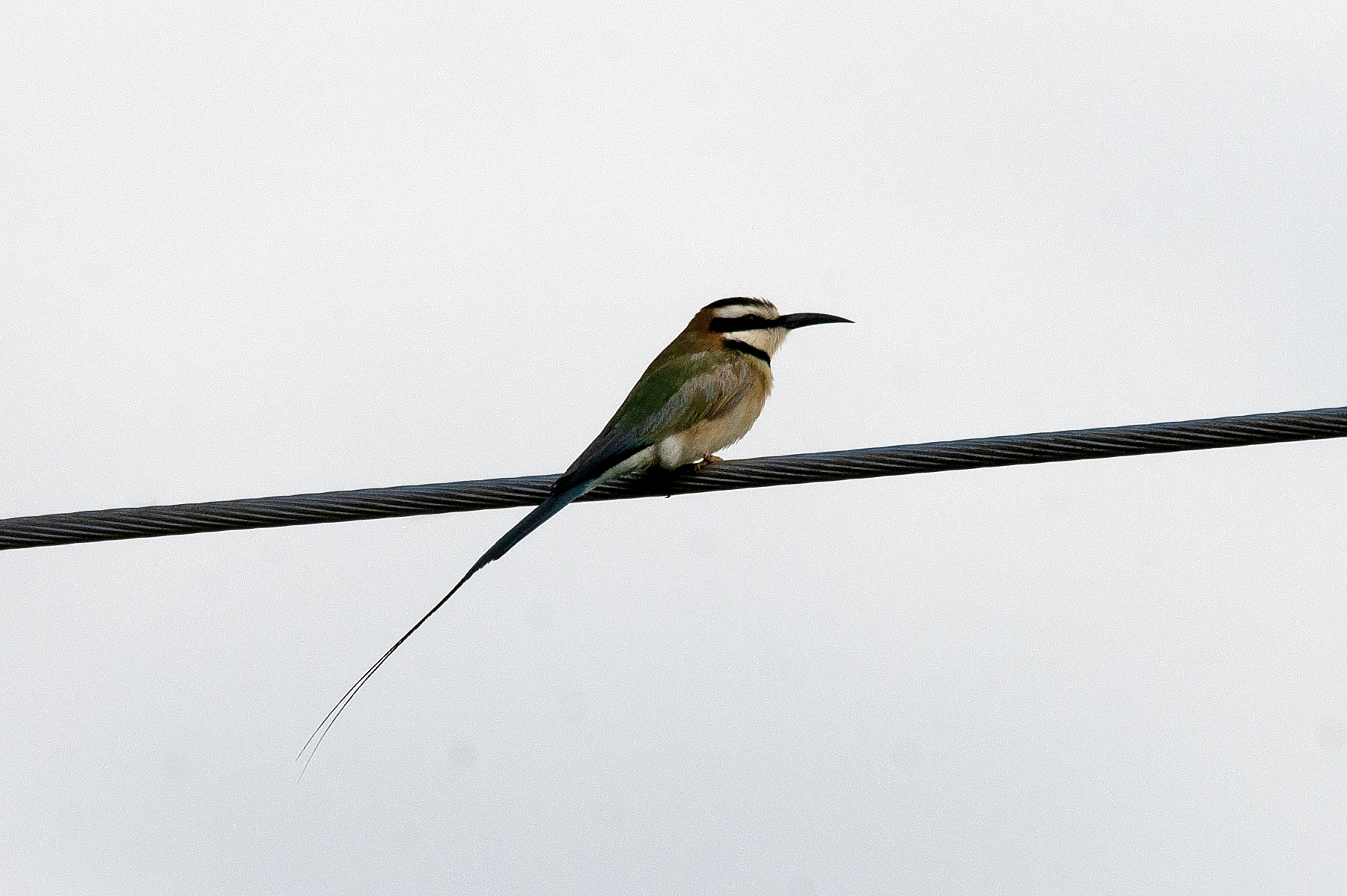 Awash National Park - Ethiopia