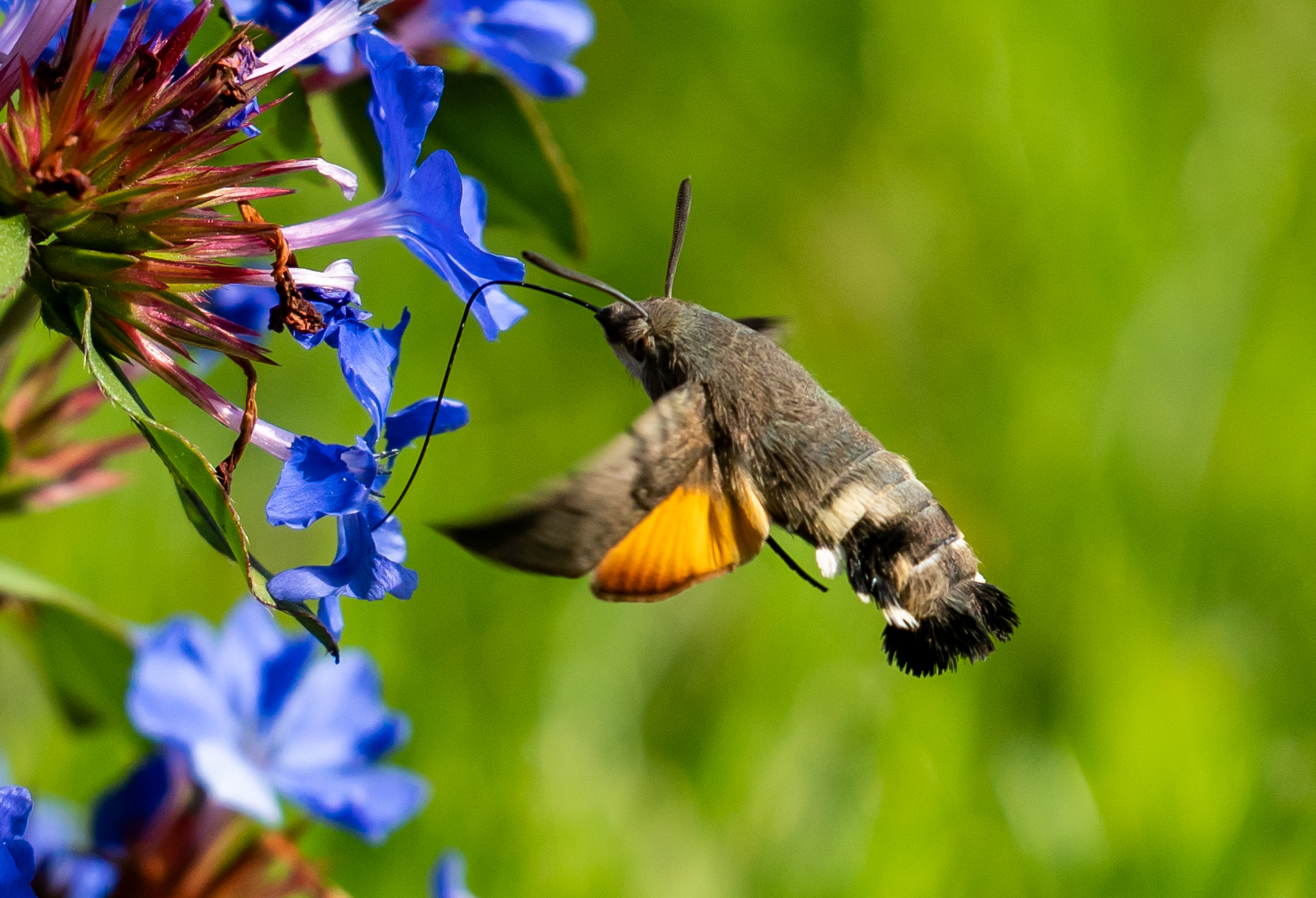 Macroglossum Stellarum 1