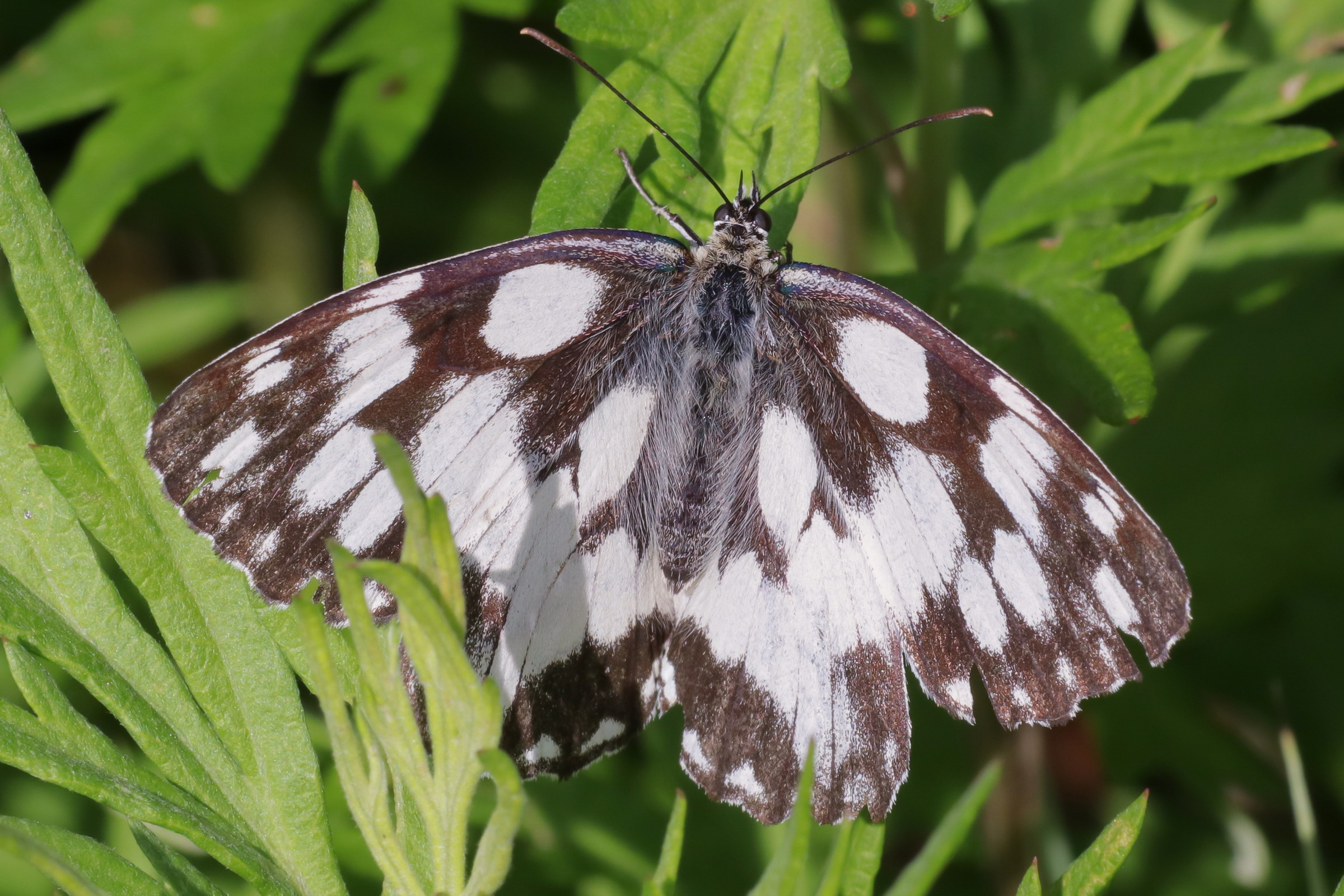 Melanargia galathea